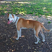 Max joined the competition — help win amazing prizes! dog, animal, pet, outdoor, grass, dirt, tree, collar, tongue, happy, playful, blue_eyes, canine, nature, sunlight, shade, ground, ears, tail, looking_back