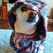 Woya is registered to the contest to win money with this photo: animal, bedroom, blanket, clothing, collar, cozy, curious, cute, dog, furniture, hood, indoor, jacket, living_room, pet, portrait, sitting, small_dog, textile, warm