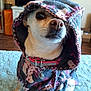 animal, bedroom, blanket, clothing, collar, cozy, curious, cute, dog, furniture, hood, indoor, jacket, living_room, pet, portrait, sitting, small_dog, textile, warm