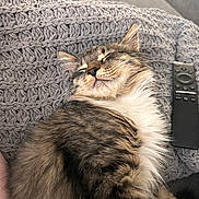 Benito is registered to the contest to win money with this photo: animal, blanket, brown, cat, close_up, comfortable, cozy, cute, fluffy, fur, home, indoor, pet, relaxation, remote_control, resting, sleeping, tabby, whiskers, white