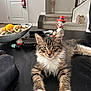 animal, carpet, cat, closeup, curious, decor, domestic, door, furniture, household, indoor, kitten, pet, potpourri, relaxed, snowman_figurine, stairs, tabby, table, white_paws