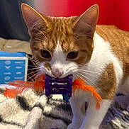 Loki is registered to the contest to win money with this photo: cat, orange_cat, white_cat, pet, animal, toy, feathers, playful, indoor, blanket, closeup, feline, cute, whiskers, paws, fur, domestic, curious, colorful_background, household