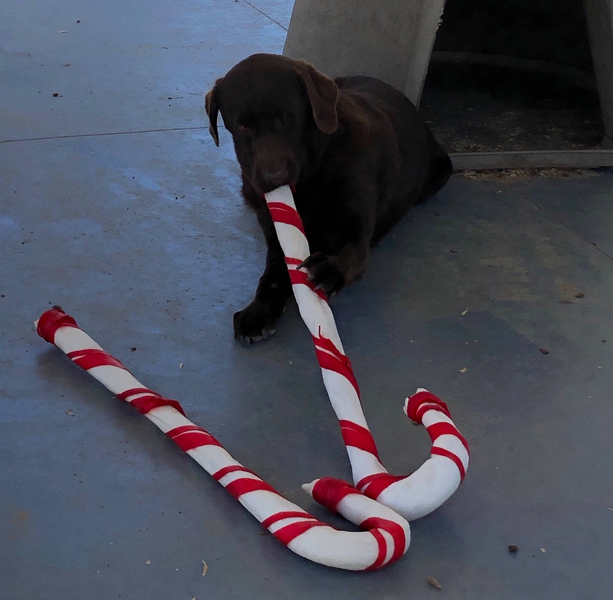 Bella is registered to the contest to win money with this photo: candy, candy_cane, canidae, carnivore, confectionery, dog, dog_breed, dog_toy, holiday, leash, pointing_breed, sporting_group, tail