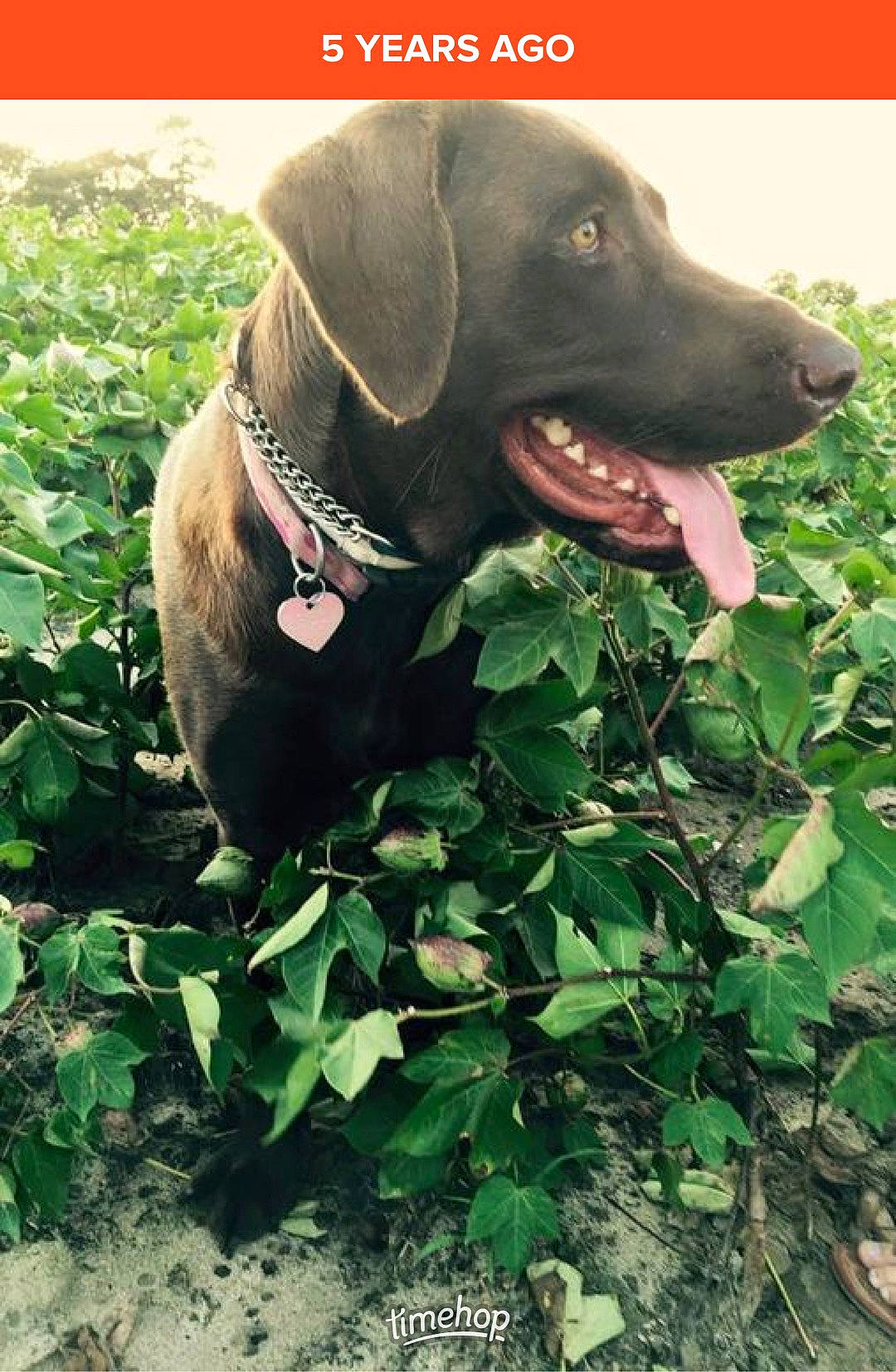 Bella is registered to the contest to win money with this photo: beagador, blue_lacy, canidae, carnivore, dog, dog_breed, hunting_dog, labrador_retriever, mountain_cur, patterdale_terrier, pointing_breed, retriever, sporting_group, weimaraner