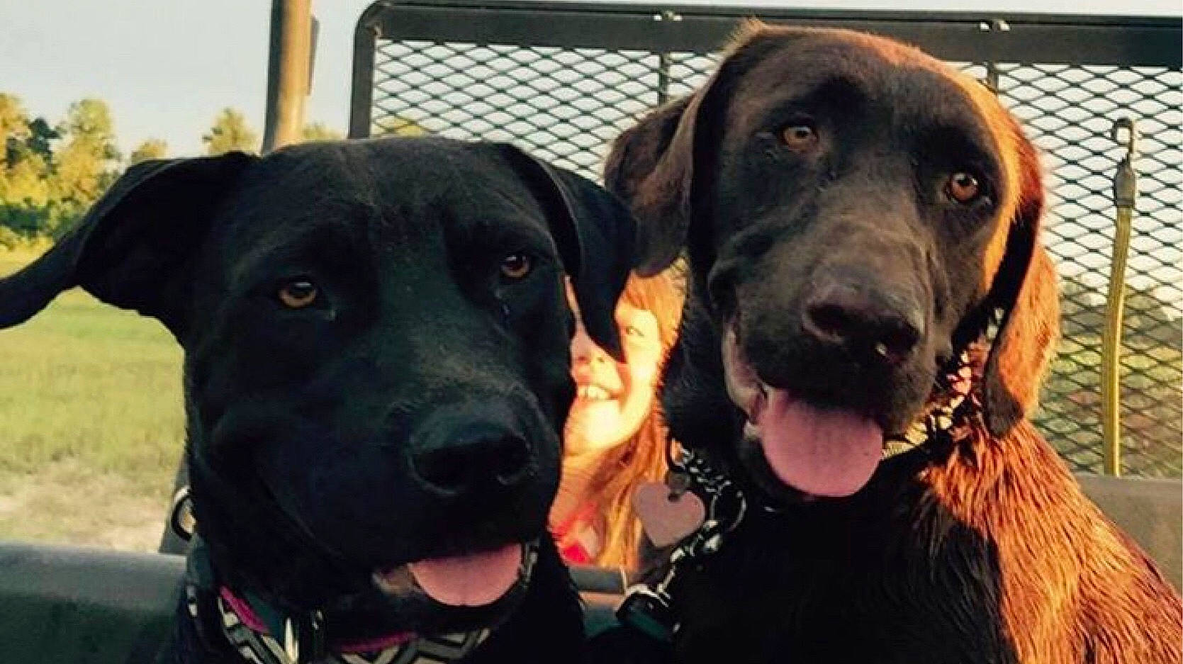 Bella joined the competition — help win amazing prizes! beagador, canidae, carnivore, dog, dog_breed, fawn, hunting_dog, labrador_retriever, mammal, retriever, snout, sporting_group, vertebrate