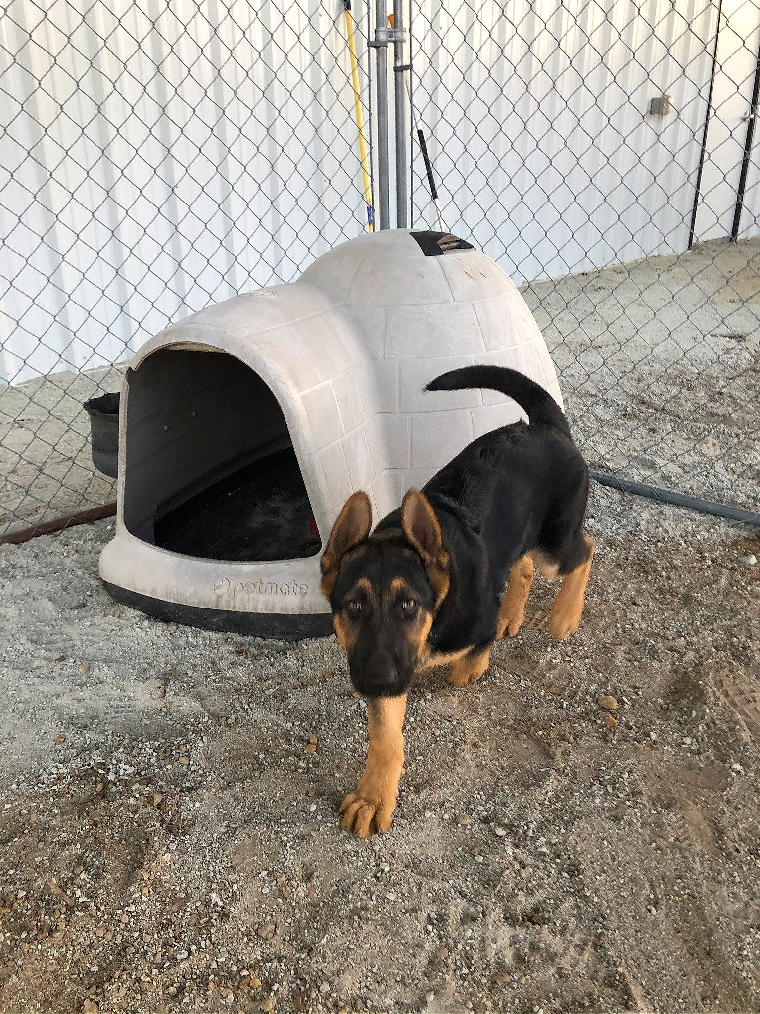 Stella joined the competition — help win amazing prizes! canidae, carnivore, dog, dog_breed, dog_supply, guard_dog, kennel, puppy, snout, working_dog