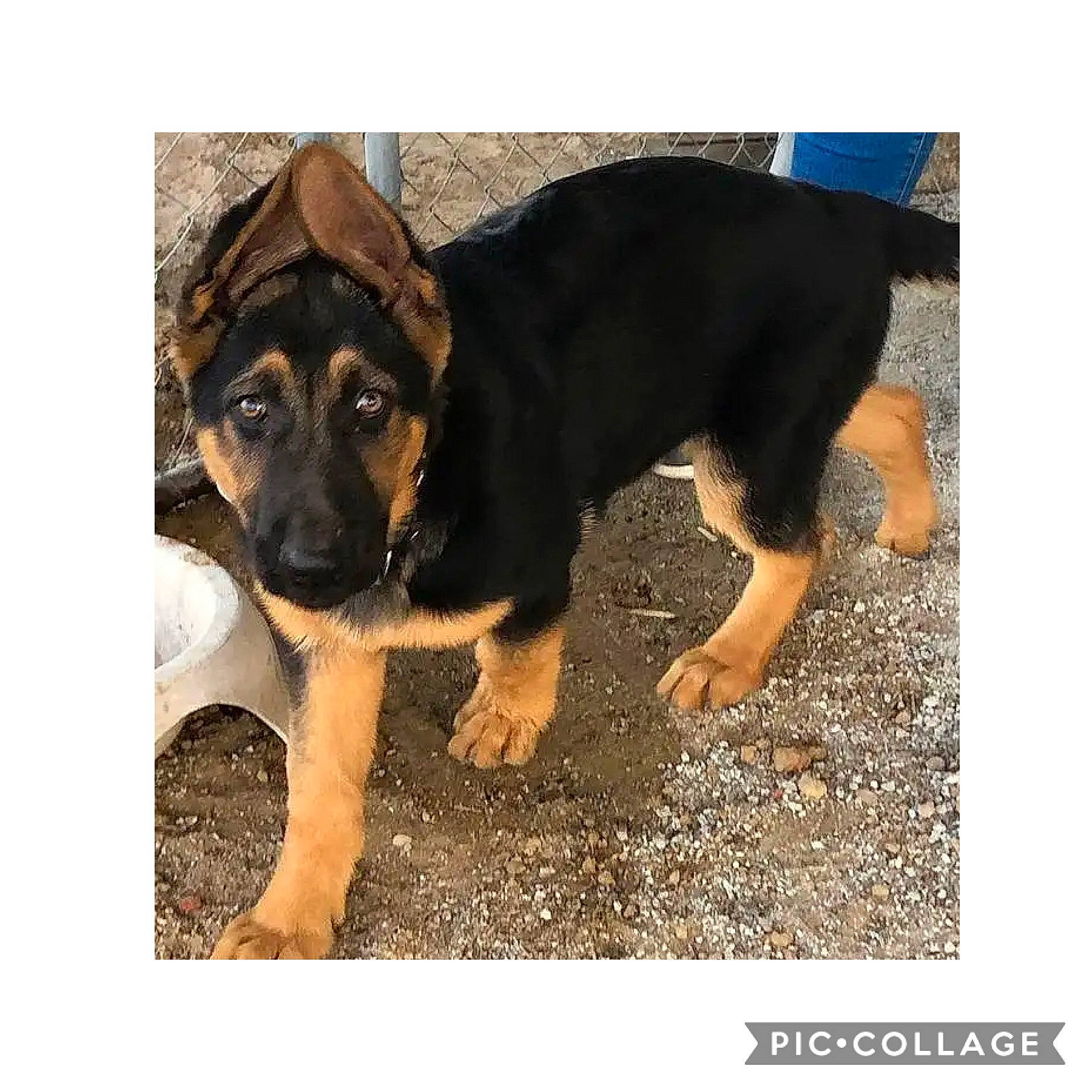 Stella is registered to the contest to win money with this photo: canidae, carnivore, dog, dog_breed, fawn, german_shepherd_dog, mammal, puppy, rare_breed_dog, snout, vertebrate, working_dog