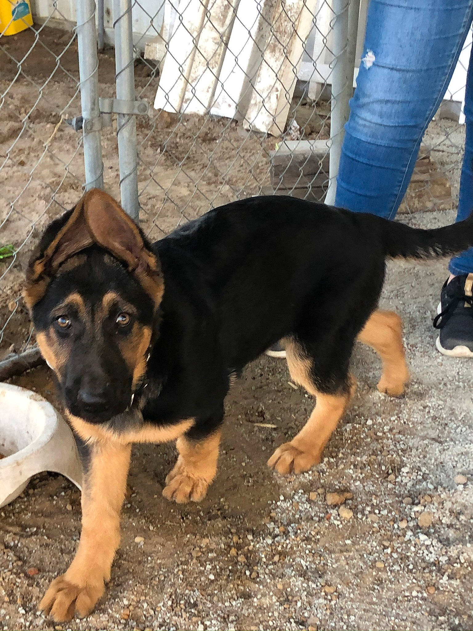 Stella joined the competition — help win amazing prizes! canidae, carnivore, dog, dog_breed, fawn, german_shepherd_dog, mammal, rare_breed_dog, snout, sporting_group, vertebrate