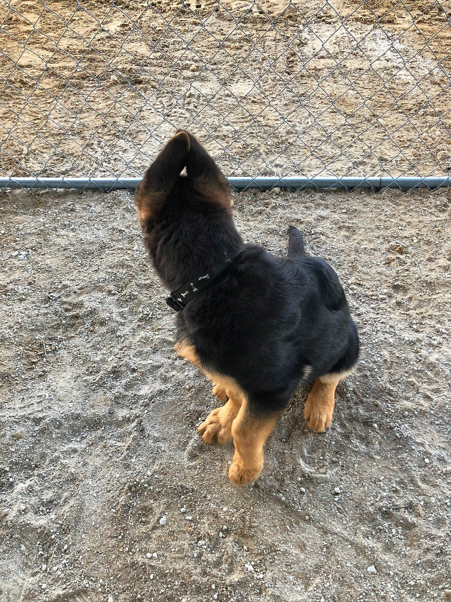 Stella is registered to the contest to win money with this photo: canidae, carnivore, dog, dog_breed, fawn, snout, sporting_group, tail, vertebrate