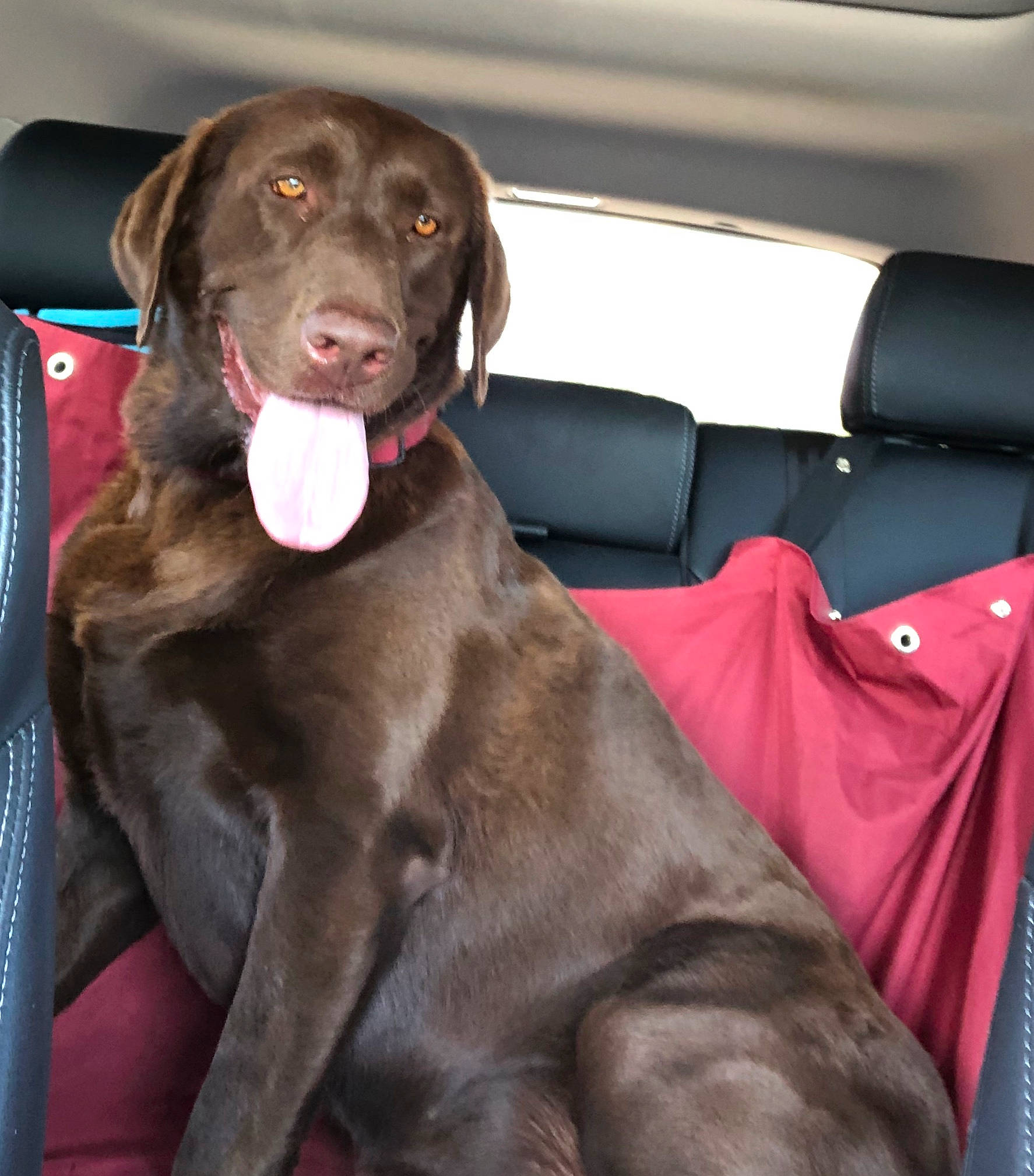 Eliza joined the competition — help win amazing prizes! beagador, canidae, car_seat, carnivore, companion_dog, dog, dog_breed, hunting_dog, labrador_retriever, liver, mammal, pointing_breed, retriever, snout, sporting_group, vertebrate