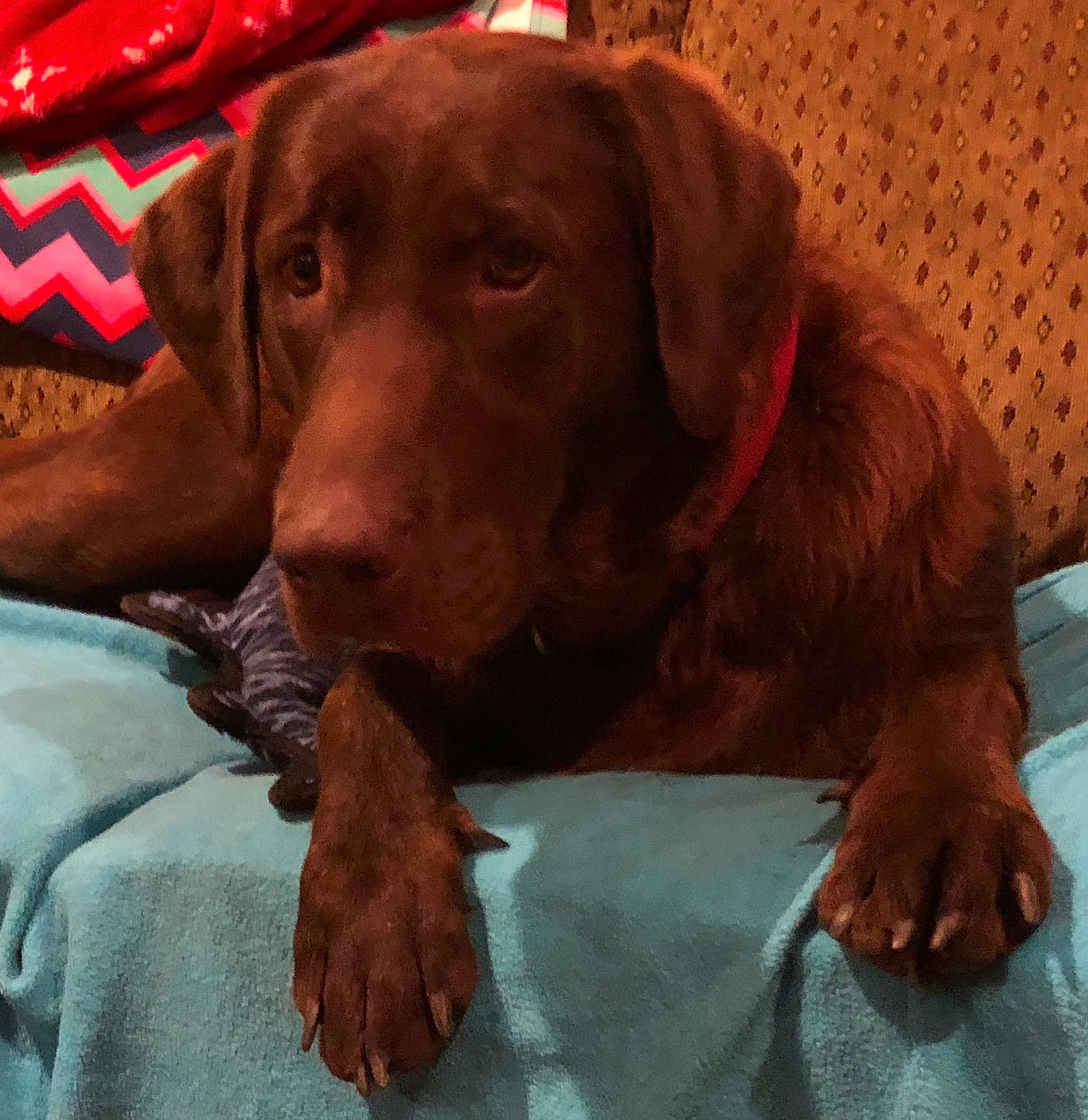 Eliza is registered to the contest to win money with this photo: beagador, canidae, carnivore, chesapeake_bay_retriever, companion_dog, dog, dog_breed, fawn, hunting_dog, labrador_retriever, liver, mammal, pointing_breed, pudelpointer, retriever, snout, sporting_group, vertebrate, vizsla