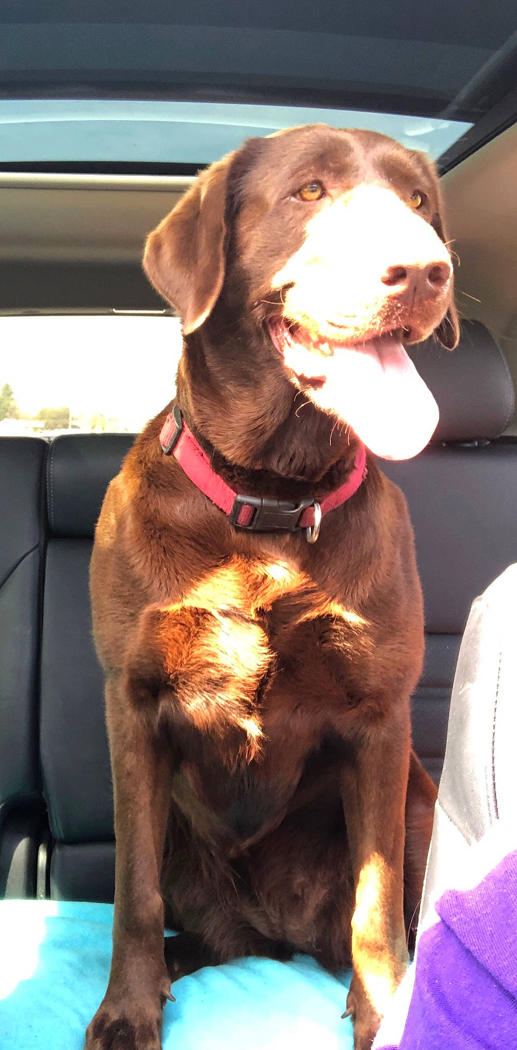 Eliza joined the competition — help win amazing prizes! canidae, carnivore, dog, dog_breed, fawn, hunting_dog, labrador_retriever, liver, mammal, pointing_breed, retriever, snout, sporting_group, vertebrate, weimaraner