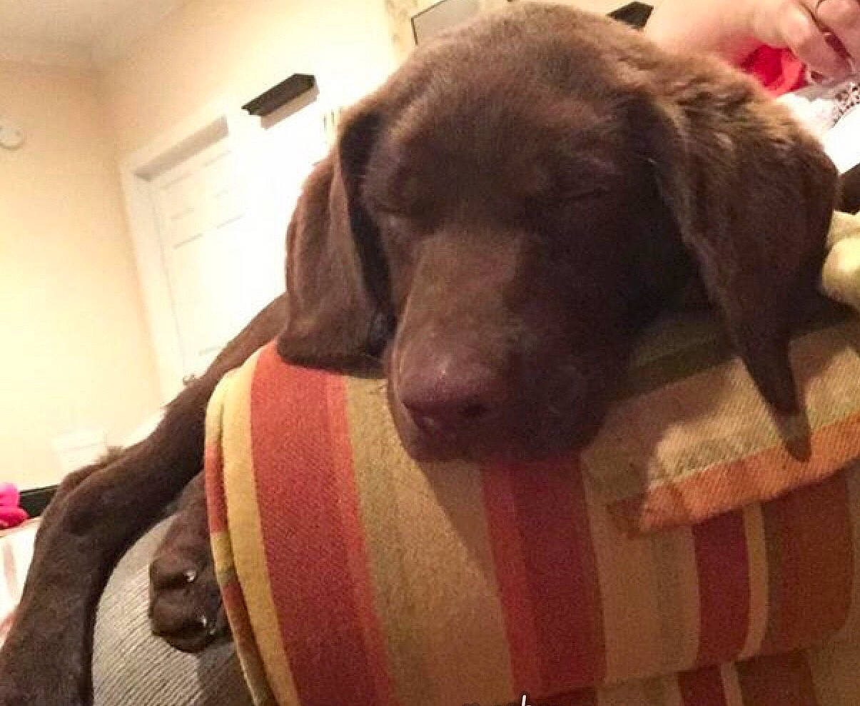 Eliza is registered to the contest to win money with this photo: beagador, canidae, carnivore, chesapeake_bay_retriever, companion_dog, dog, dog_breed, labrador_retriever, liver, nose, pointing_breed, puppy, retriever, snout, sporting_group, weimaraner