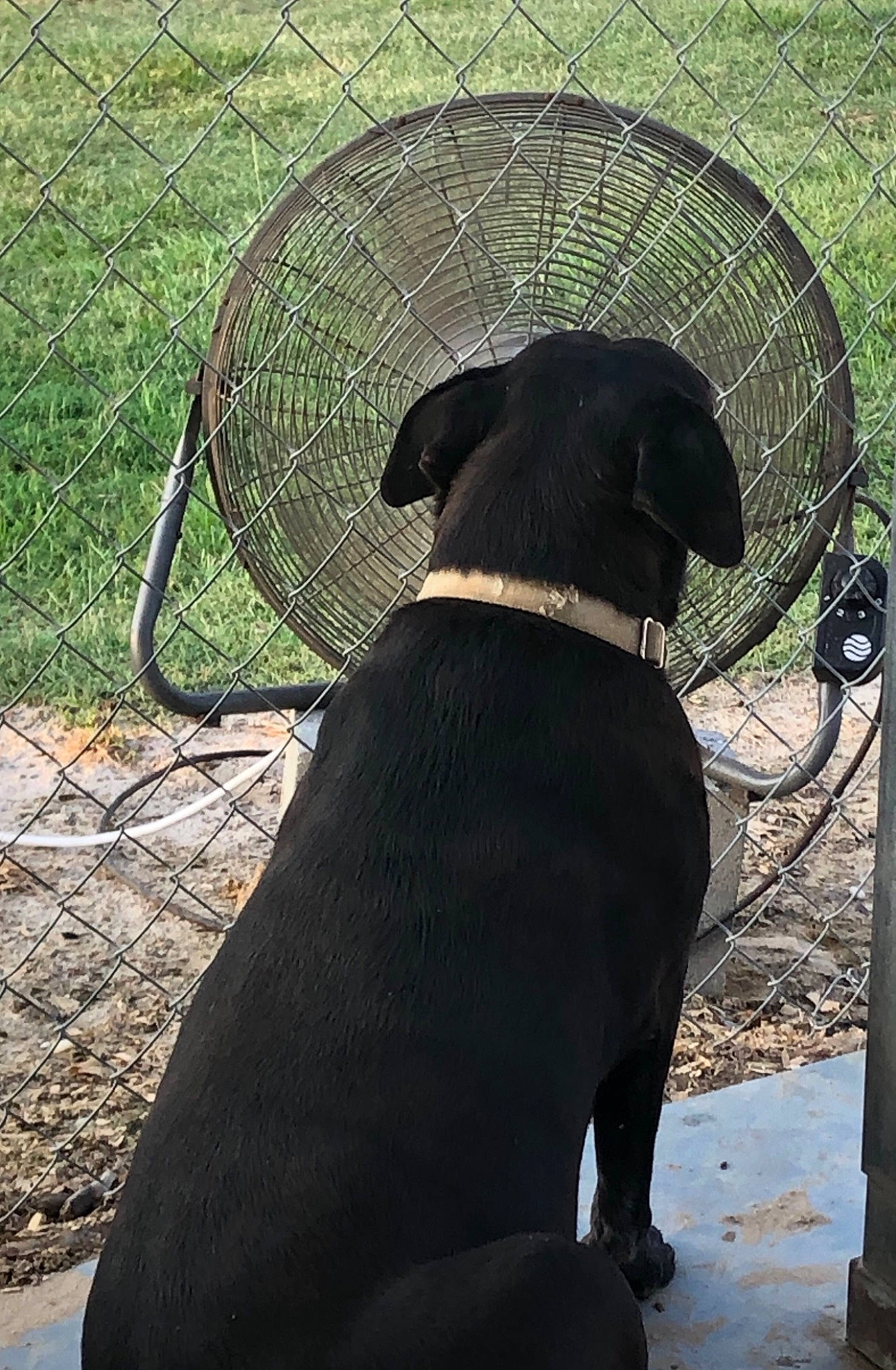 Sophie is registered to the contest to win money with this photo: borador, canidae, carnivore, dog, dog_breed, fawn, guard_dog, hunting_dog, labrador_retriever, snout, sporting_group