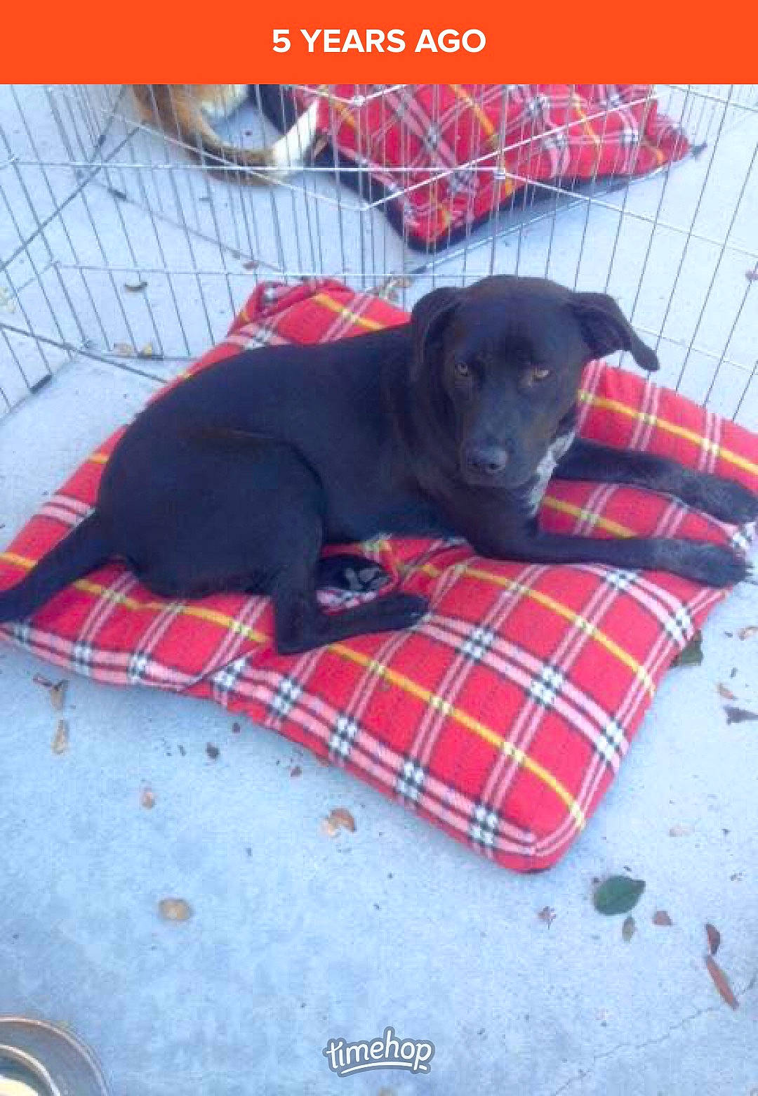 Sophie joined the competition — help win amazing prizes! american_pit_bull_terrier, beagador, canidae, carnivore, dog, dog_breed, fawn, great_dane, guard_dog, labrador_retriever, liver, mammal, non_sporting_group, patterdale_terrier, puppy, sporting_group, vertebrate