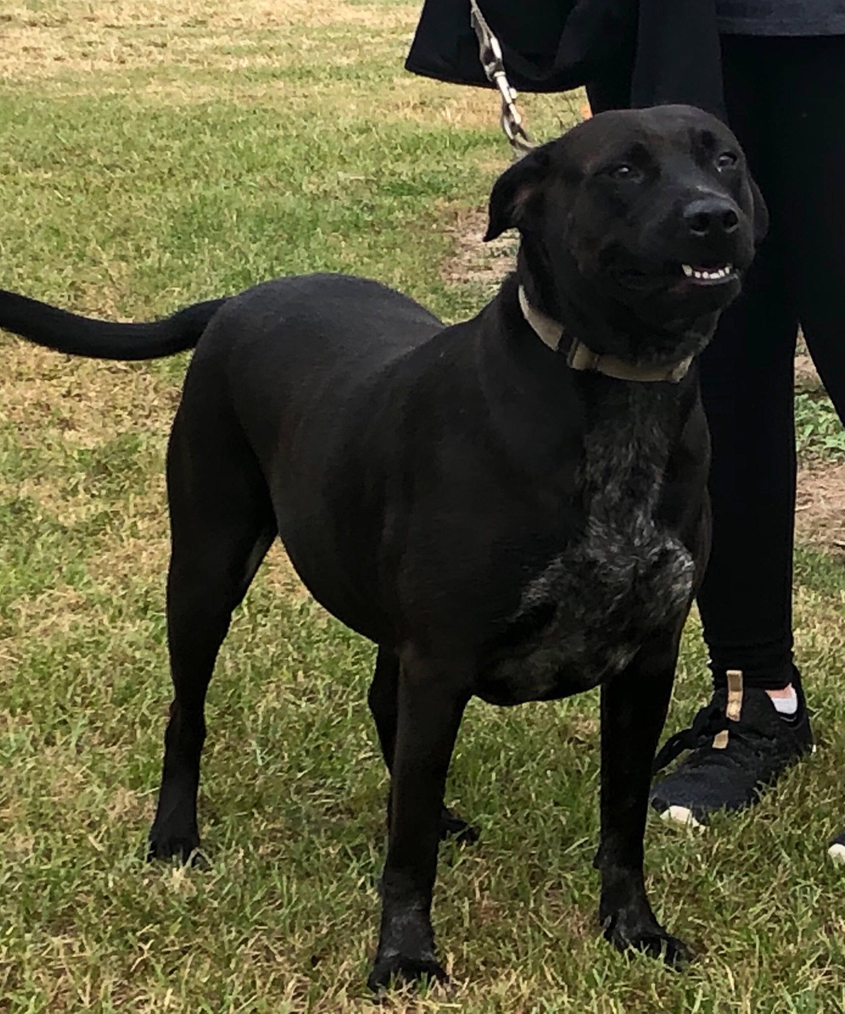 Sophie joined the competition — help win amazing prizes! alaunt, american_pit_bull_terrier, bandog, borador, bully_kutta, canidae, canis_panther, carnivore, dog, dog_breed, mammal, molosser, non_sporting_group, perro_de_presa_canario, rare_breed_dog, snout, sporting_group, staffordshire_bull_terrier, tail, vertebrate