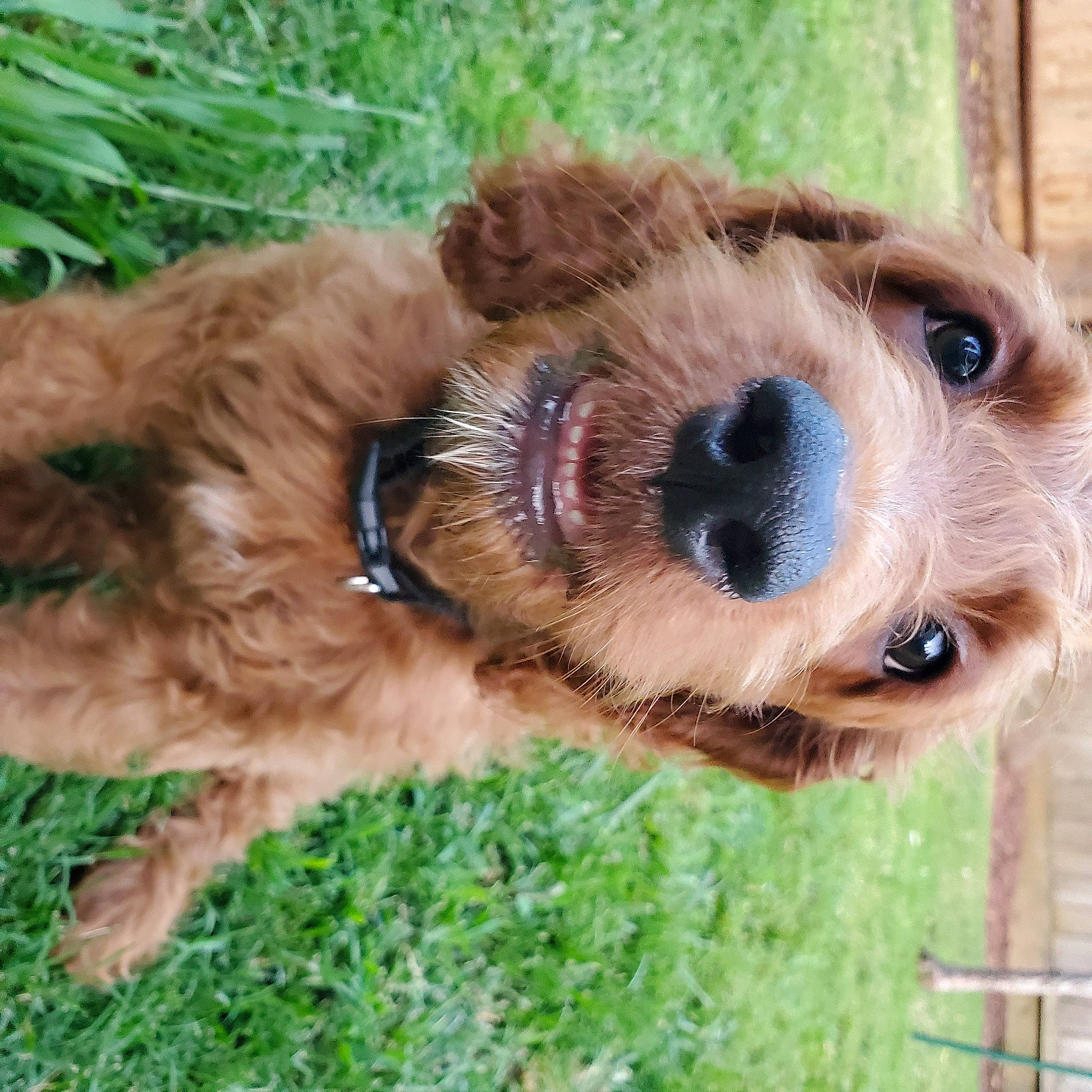 Maverick is registered to the contest to win money with this photo: american_cocker_spaniel, canidae, carnivore, cockapoo, cocker_spaniel, companion_dog, dog, dog_breed, fawn, goldendoodle, grass, mammal, norfolk_terrier, poodle_crossbreed, puppy, schnoodle, sporting_group, sporting_lucas_terrier, terrier, welsh_terrier