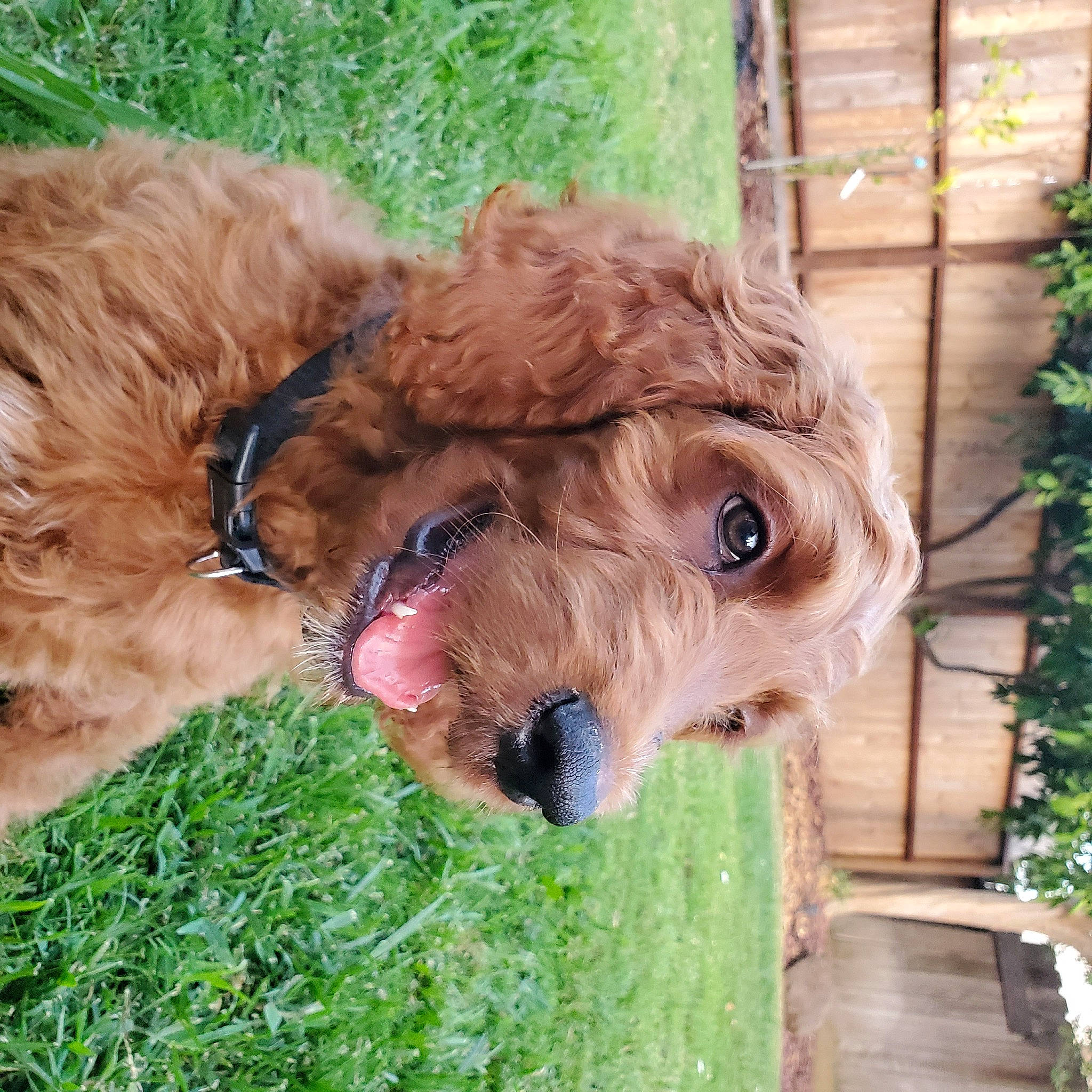 Maverick joined the competition — help win amazing prizes! airedale_terrier, american_cocker_spaniel, basset_fauve_de_bretagne, canidae, carnivore, cockapoo, companion_dog, dog, dog_breed, goldendoodle, labradoodle, mammal, poodle, poodle_crossbreed, puppy, sporting_group, sporting_lucas_terrier, terrier, vertebrate, welsh_terrier