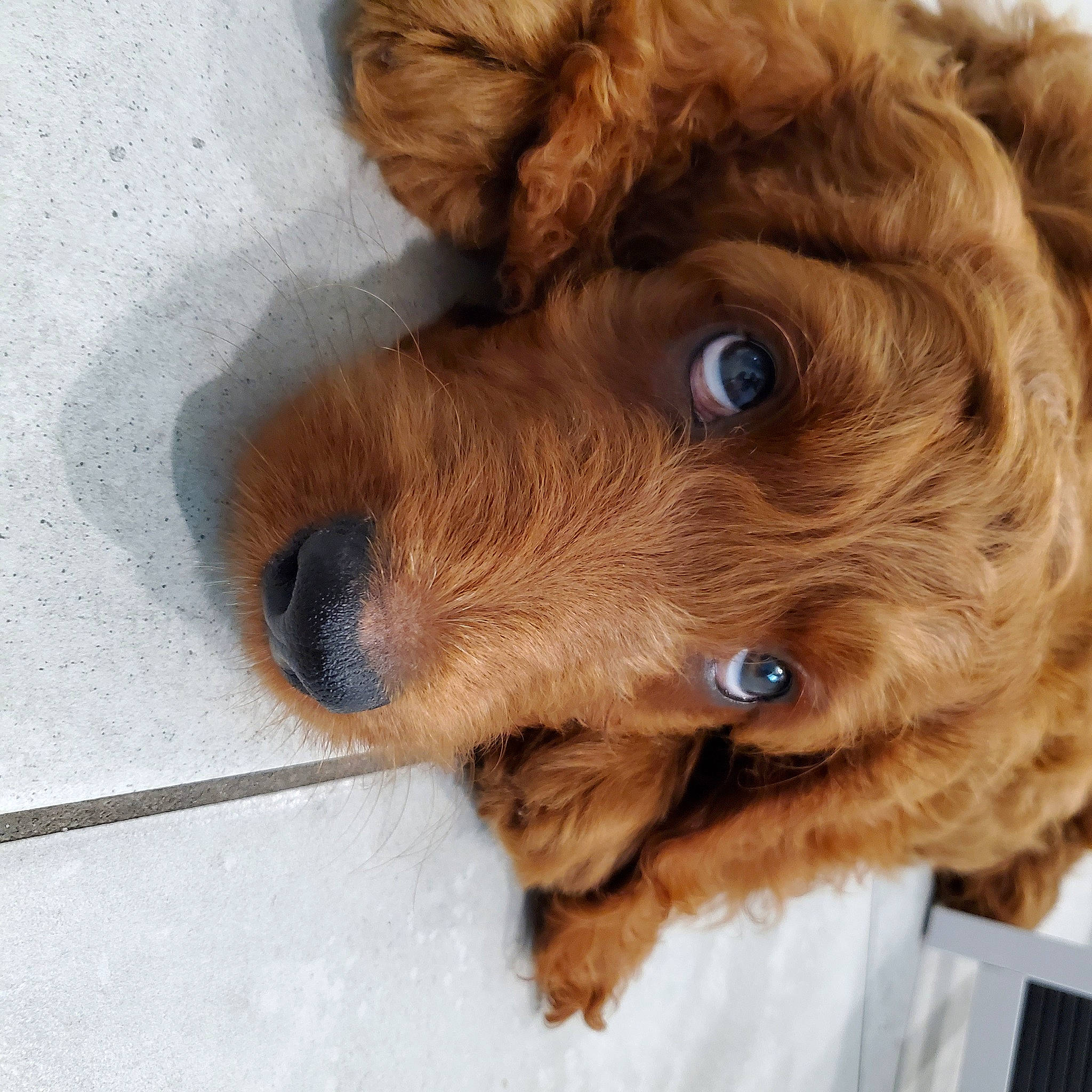 Maverick is registered to the contest to win money with this photo: canidae, carnivore, cavapoo, cockapoo, companion_dog, dog, dog_breed, goldendoodle, maltepoo, mammal, miniature_poodle, poodle, poodle_crossbreed, puppy, puppy_love, schnoodle, snout, sporting_group, toy_poodle, vertebrate