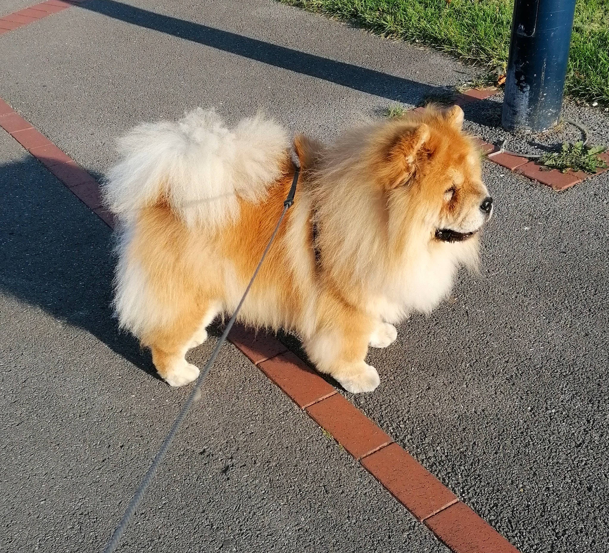 Iska participe au concours pour gagner de l'argent avec cette photo : asphalt, canidae, carnivore, companion_dog, dog, dog_breed, fawn, felidae, flooring, fur, german_spitz, grass, paw, road_surface, smile, snout, sporting_group, tail, terrestrial_animal, whiskers