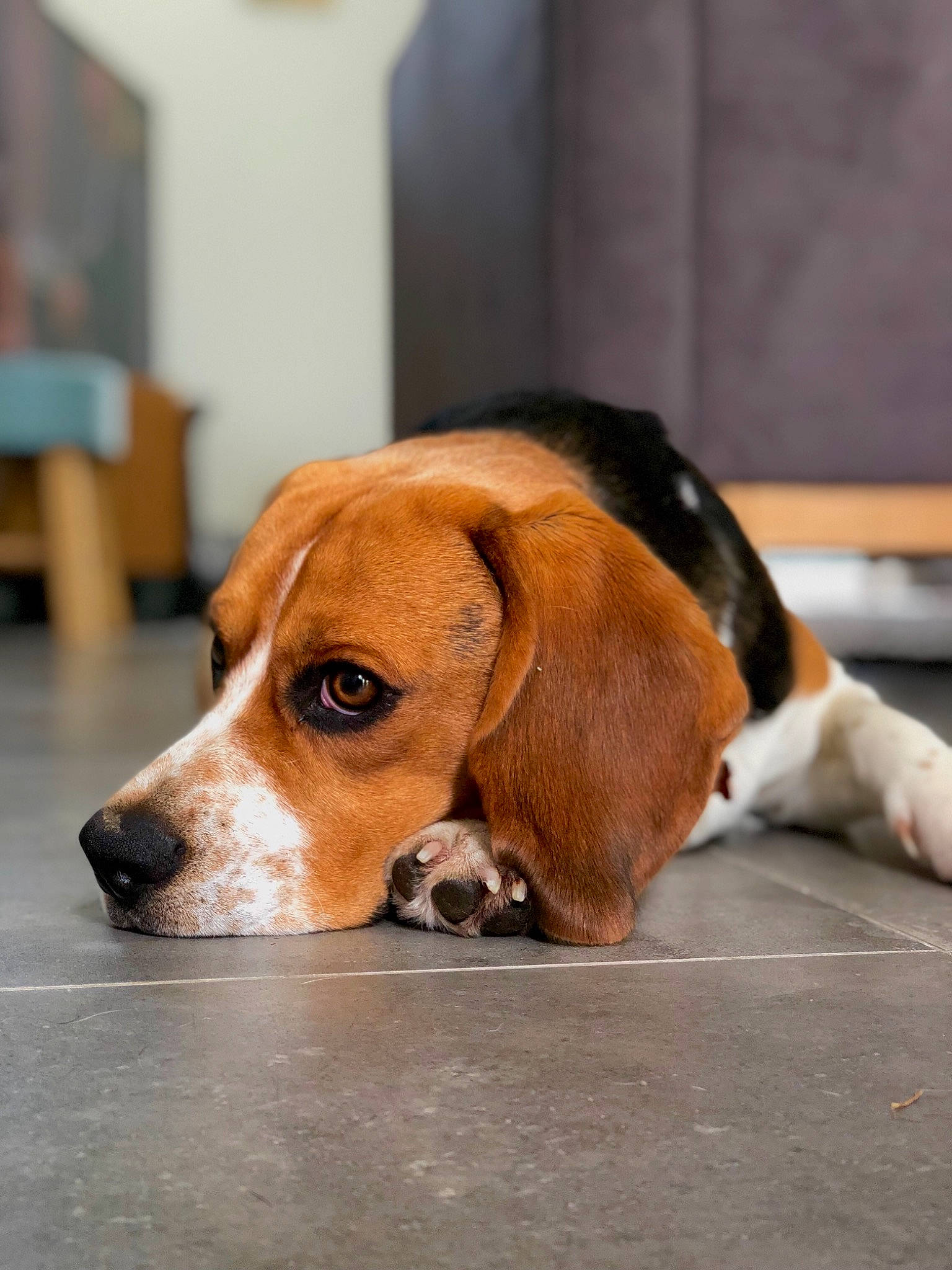 Mao participe au concours pour gagner de l'argent avec cette photo : american_foxhound, artois_hound, basset_artesien_normand, beagle, beagle_harrier, canidae, carnivore, dog, dog_breed, drever, english_foxhound, estonian_hound, finnish_hound, hamiltonstovare, harrier, mammal, person, pocket_beagle, serbian_tricolour_hound, snout
