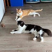 Lili Rubis a rejoint le concours — aidez-le/la à gagner de superbes lots ! cat, orange_cat, black_and_white_cat, floor, wooden_floor, indoor, storage_bins, chair, pet, animal, relaxed, home, toy, furniture, laying_down, domestic_cat, two_cats, curious, cozy, room