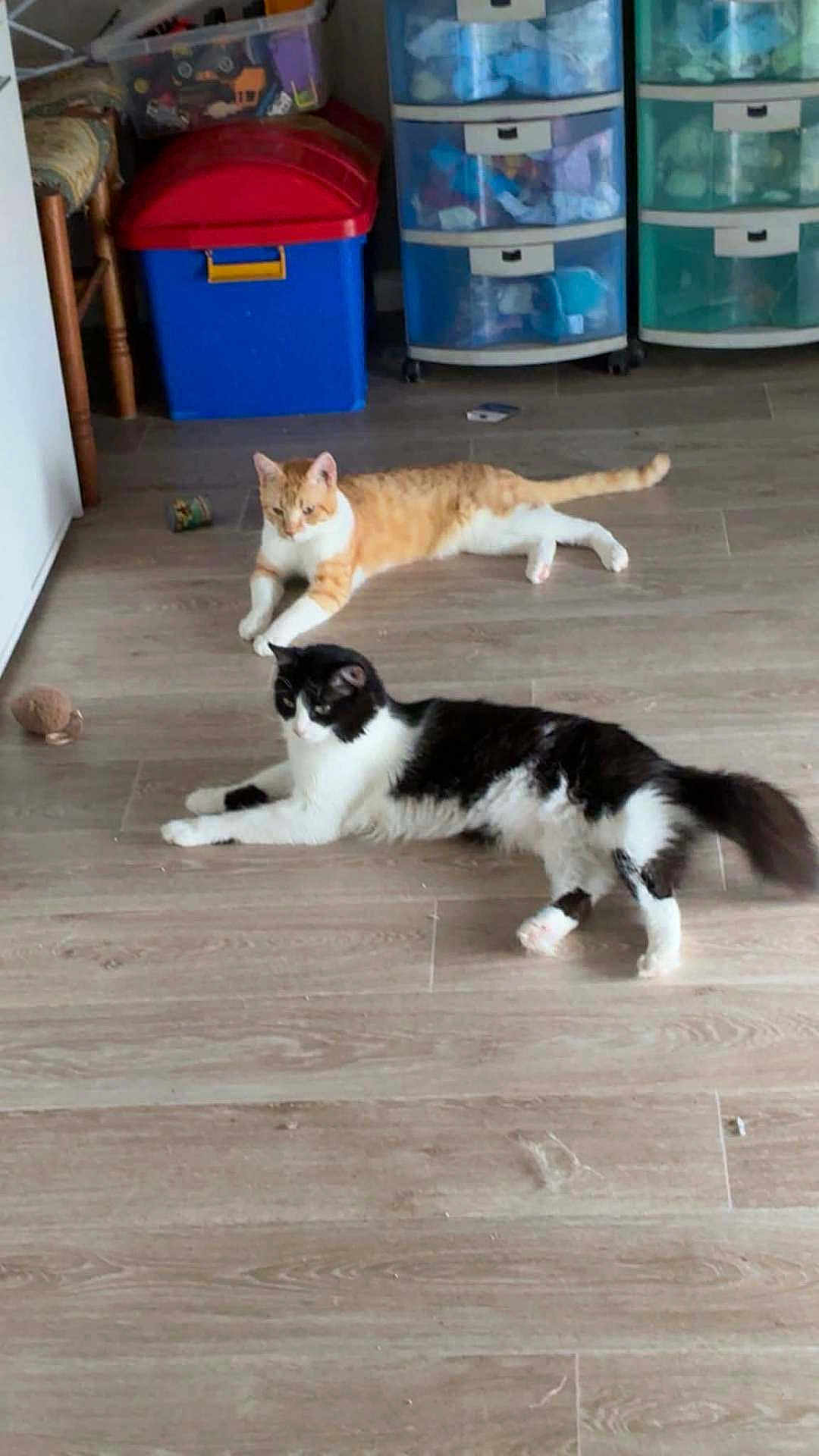 Lili Rubis a rejoint le concours — aidez-le/la à gagner de superbes lots ! cat, orange_cat, black_and_white_cat, floor, wooden_floor, indoor, storage_bins, chair, pet, animal, relaxed, home, toy, furniture, laying_down, domestic_cat, two_cats, curious, cozy, room