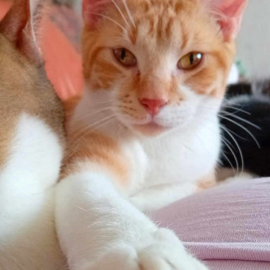 Loulou a rejoint le concours — aidez-le/la à gagner de superbes lots ! animal, black_cat, cat, closeup, cozy, cute, domestic_animal, feline, fur, indoor, laying, mammal, orange_cat, paw, pet, relaxing, resting, sleeping, tabby_cat, whiskers