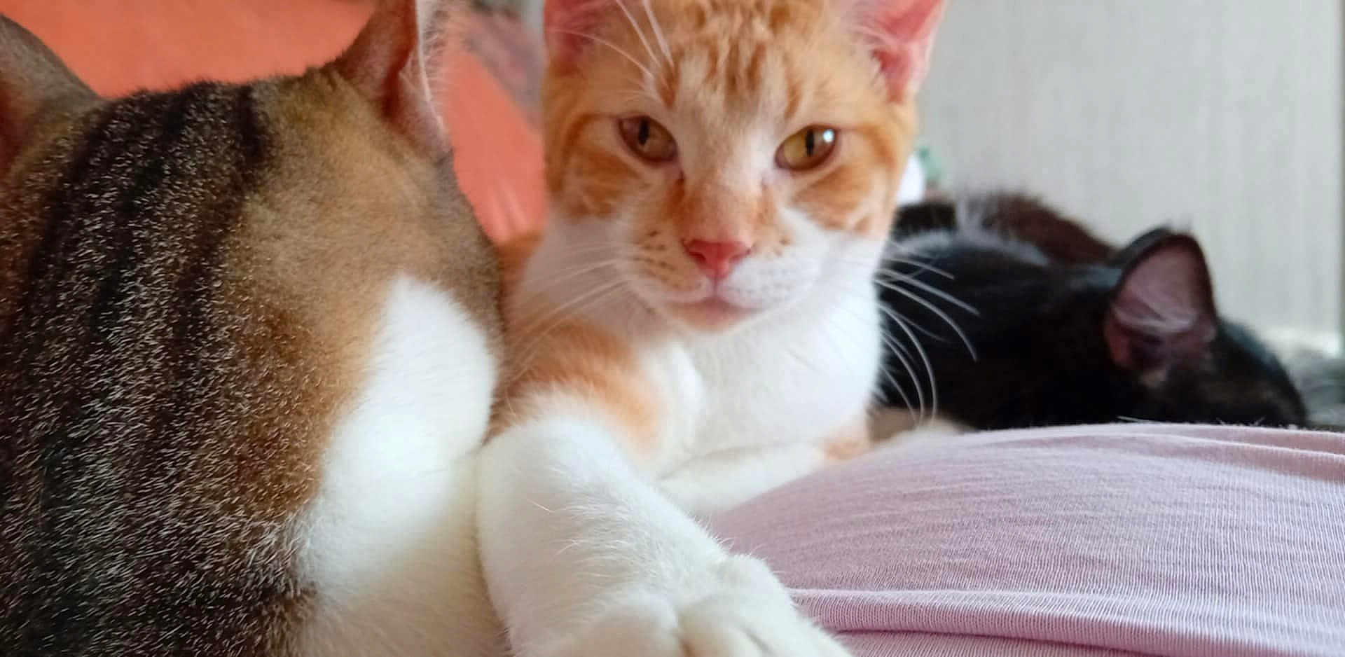 Loulou a rejoint le concours — aidez-le/la à gagner de superbes lots ! cat, orange_cat, tabby_cat, black_cat, feline, pet, animal, whiskers, paw, fur, indoor, resting, closeup, cute, relaxing, sleeping, laying, domestic_animal, mammal, cozy