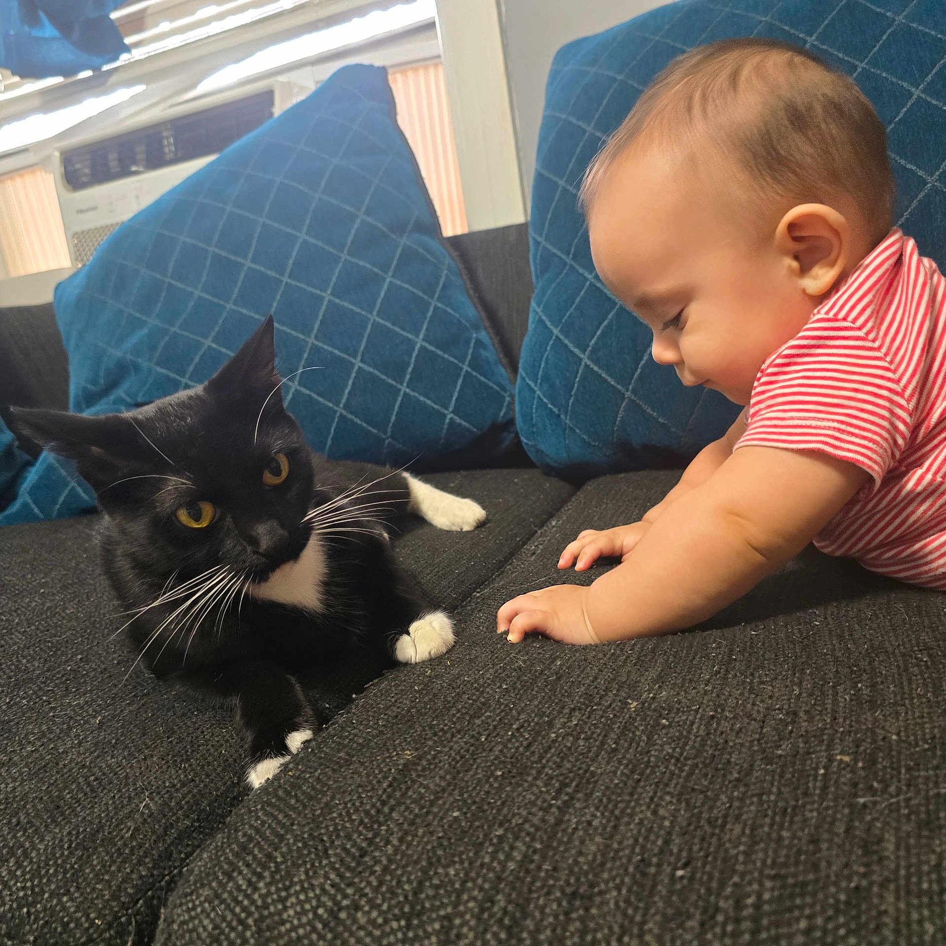 Kayden is registered to the contest to win money with this photo: baby, cat, black_cat, striped_shirt, couch, blue_cushions, indoor, curious, pet, child, furniture, whiskers, yellow_eyes, relaxed, exploration, interaction, cute, toddler, cozy, domestic