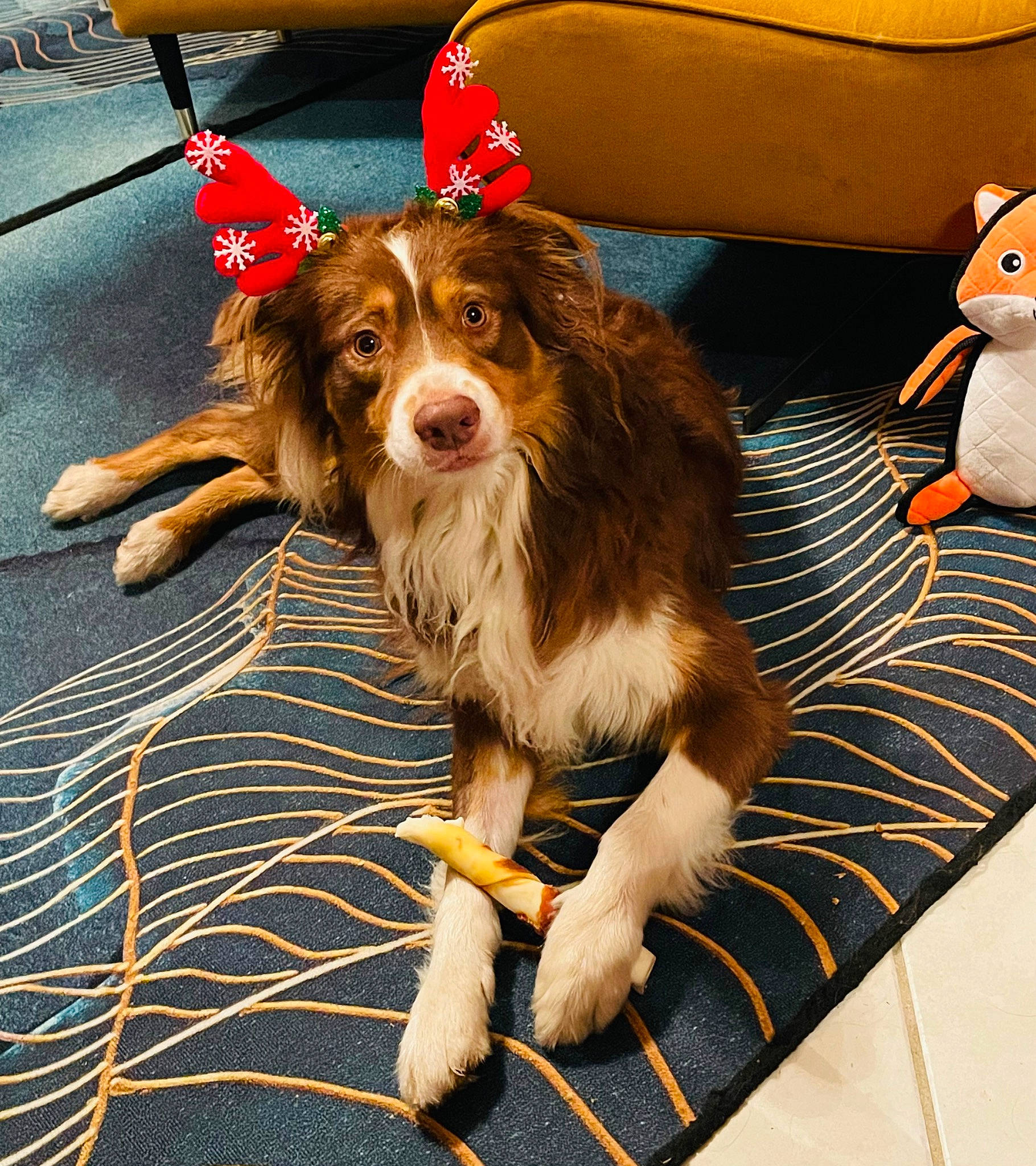 Scooby a rejoint le concours — aidez-le/la à gagner de superbes lots ! canidae, carnivore, companion_dog, dog, dog_breed, dog_supply, flooring, fur, gun_dog, herding_dog, liver, spaniel, sporting_group, working_dog