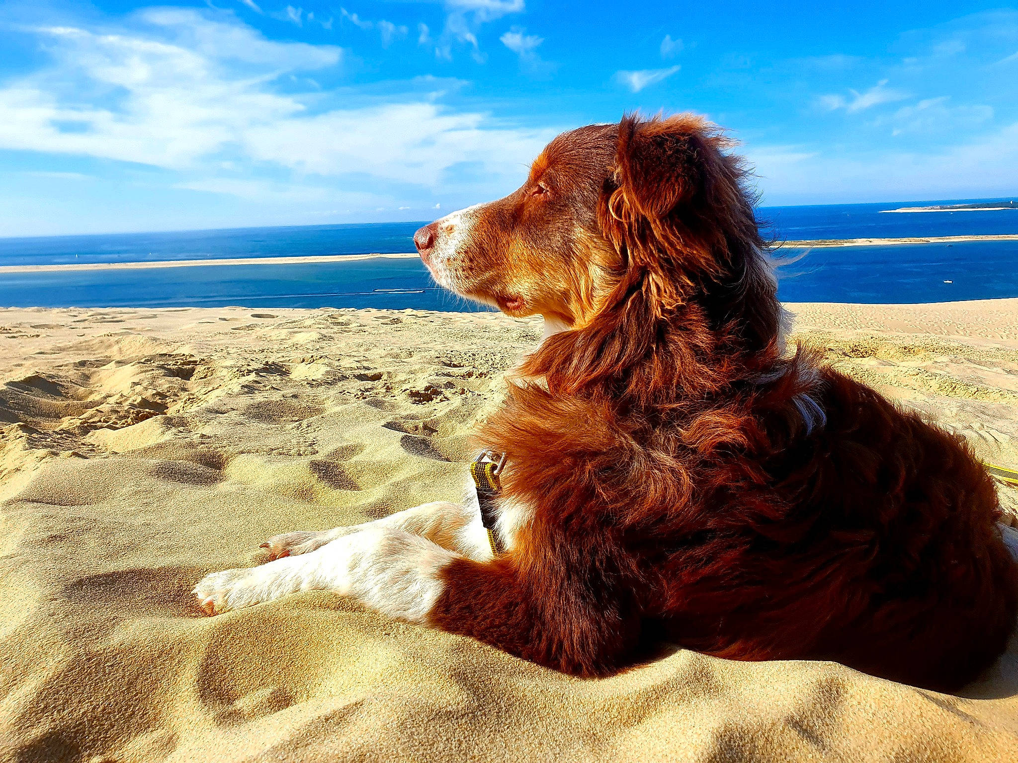 Scooby a rejoint le concours — aidez-le/la à gagner de superbes lots ! beach, canidae, carnivore, cloud, companion_dog, dog, dog_breed, fawn, gun_dog, horizon, landscape, liver, ocean, sand, sky, sporting_group, water, wave, wind_wave, wood