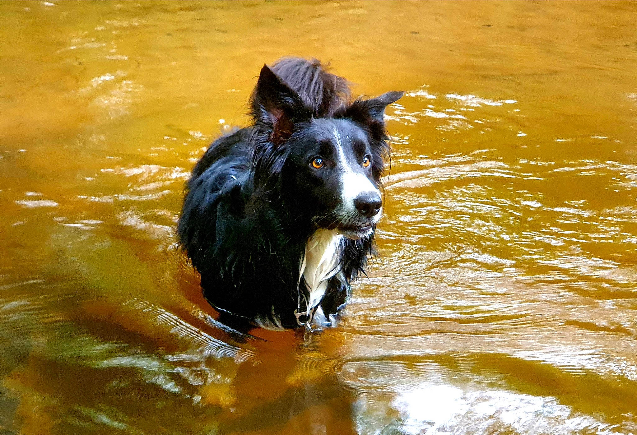 Peps participe au concours pour gagner de l'argent avec cette photo : animal_sports, canidae, carnivore, companion_dog, dog, dog_breed, guard_dog, herding_dog, lake, liquid, livestock, pack_animal, reflection, snout, sporting_group, stallion, water, wave, working_animal, working_dog