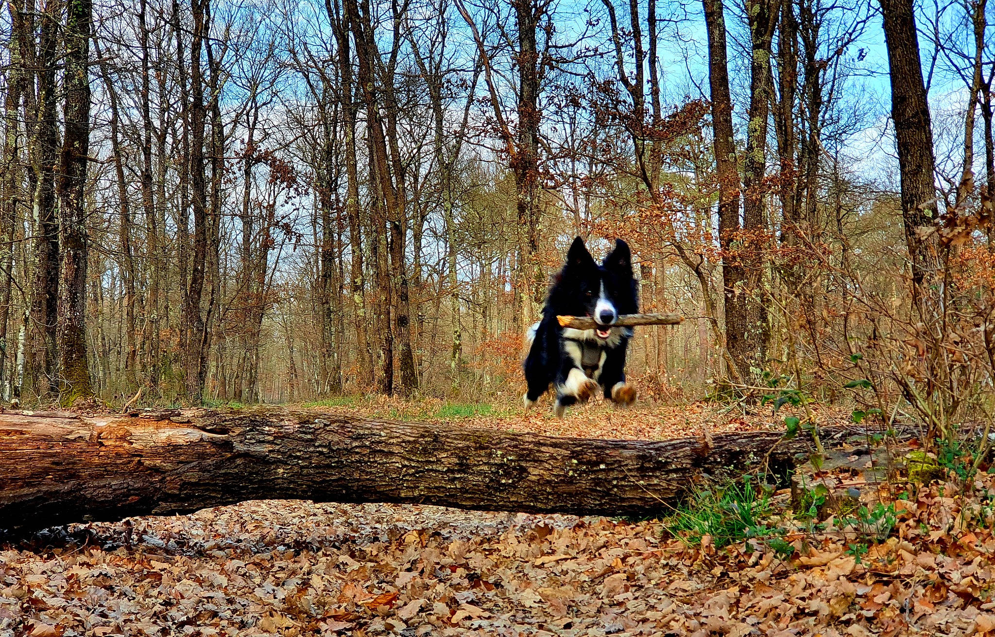 Peps a rejoint le concours — aidez-le/la à gagner de superbes lots ! bench, carnivore, deciduous, forest, grass, grove, landscape, natural_landscape, people_in_nature, plant, recreation, sky, soil, sporting_group, temperate_broadleaf_and_mixed_forest, tree, trunk, wildlife, wood, woodland
