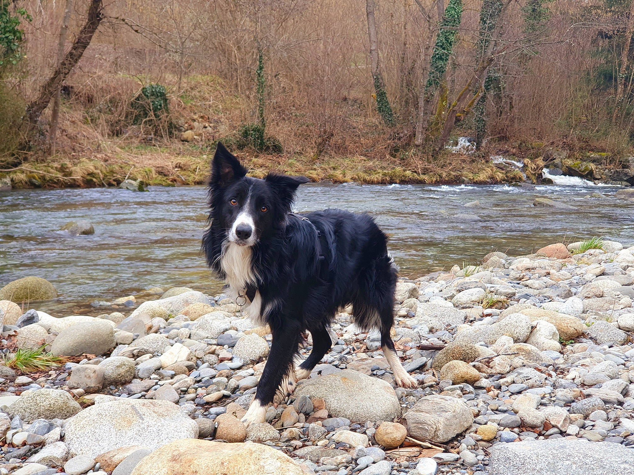 Peps a rejoint le concours — aidez-le/la à gagner de superbes lots ! body_of_water, canidae, carnivore, creek, dog, dog_breed, fluvial_landforms_of_streams, ford, groenendael, herding_dog, lake, natural_landscape, plant, sporting_group, stream, tail, tree, water, watercourse, working_animal