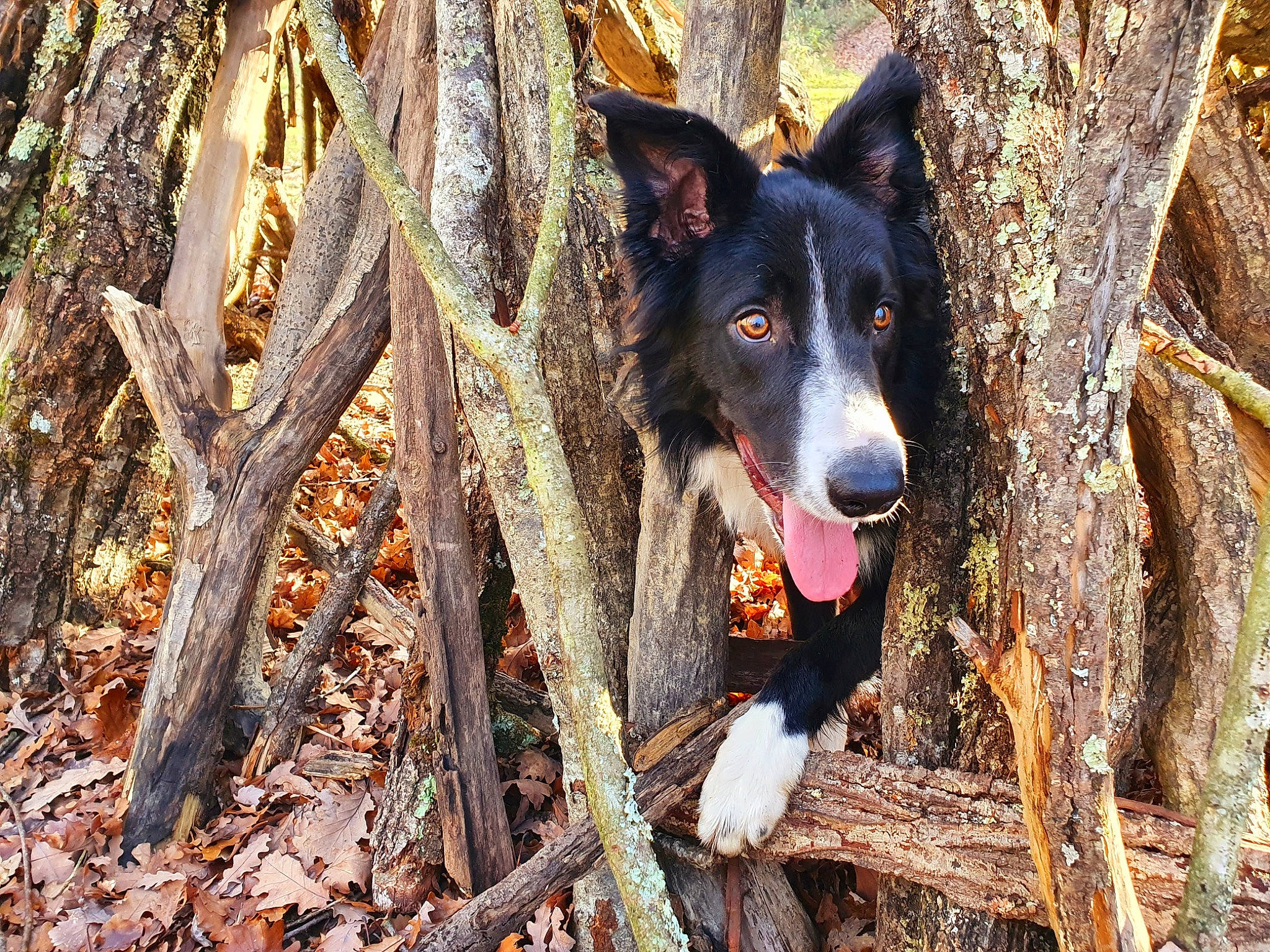 Peps a rejoint le concours — aidez-le/la à gagner de superbes lots ! canidae, carnivore, companion_dog, dog, dog_breed, electric_blue, forest, herding_dog, mcnab, plant, snout, sporting_group, terrestrial_animal, tree, trunk, twig, wood, woodland, working_animal, working_dog