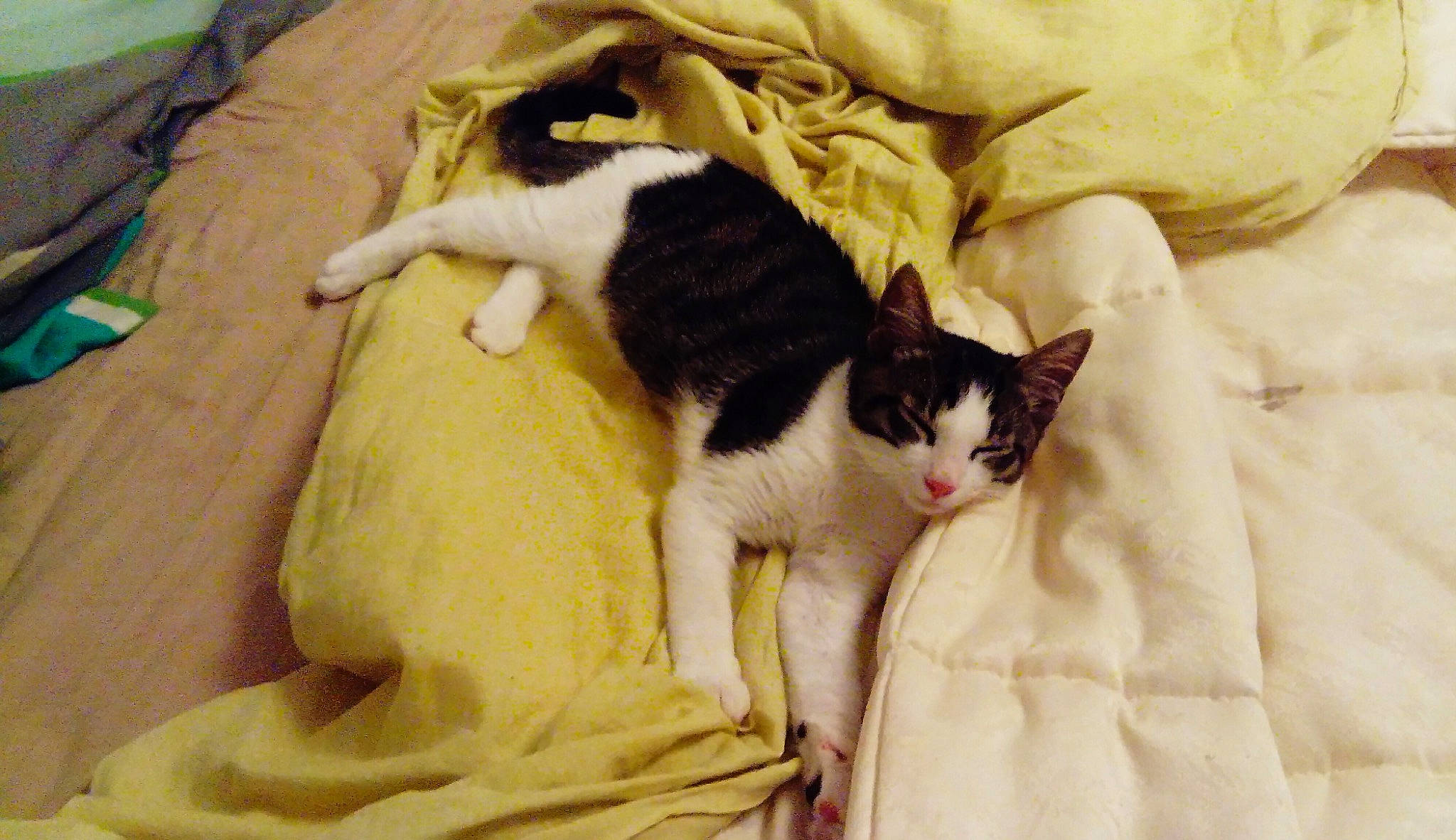 Ninja a rejoint le concours — aidez-le/la à gagner de superbes lots ! bed_sheet, bedding, carnivore, cat, cat_supply, comfort, domestic_short_haired_cat, duvet, felidae, fur, linens, mammal, paw, room, small_to_medium_sized_cats, tail, textile, vertebrate, whiskers, wood