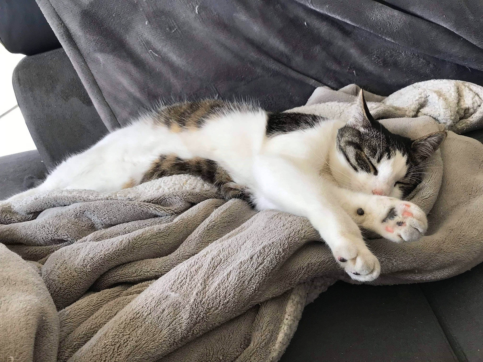 Ninja participe au concours pour gagner de l'argent avec cette photo : canidae, carnivore, cat, claw, comfort, companion_dog, domestic_short_haired_cat, eye, fawn, felidae, fur, grey, linens, nap, paw, small_to_medium_sized_cats, snout, tail, whiskers, wood