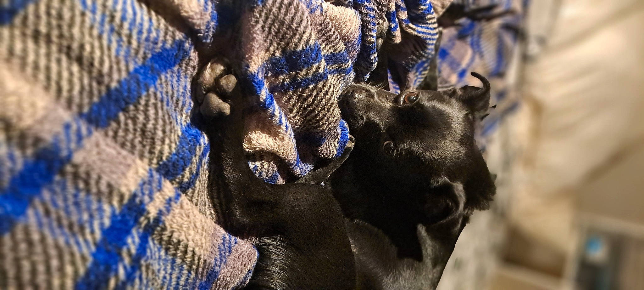 Norma joined the competition — help win amazing prizes! accipitriformes, beak, bird_of_prey, close_up, dress, electric_blue, eye, fur, horn, livestock, macro_photography, mesh, pattern, plant, snout, terrestrial_animal, wildlife, wing, working_animal, woven_fabric