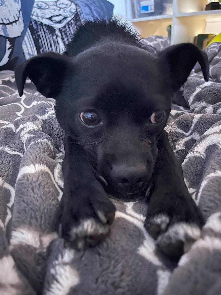 Norma joined the competition — help win amazing prizes! canidae, carnivore, chihuahua, companion_dog, dog, dog_breed, ear, eye, fawn, fur, guard_dog, liver, puppy, puppy_love, snout, sporting_group, terrestrial_animal, toy_dog, whiskers, working_animal