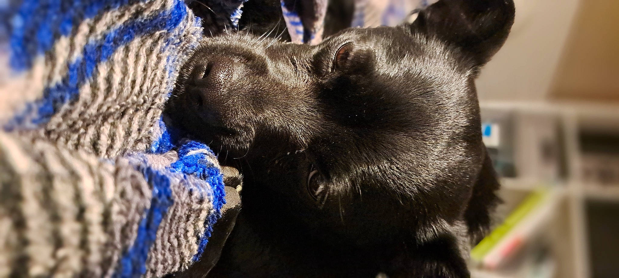 Norma joined the competition — help win amazing prizes! blue, canidae, carnivore, claw, companion_dog, dog, dog_breed, ear, electric_blue, felidae, fur, non_sporting_group, paw, snout, sporting_group, terrestrial_animal, toy_dog, whiskers, wildlife, working_animal