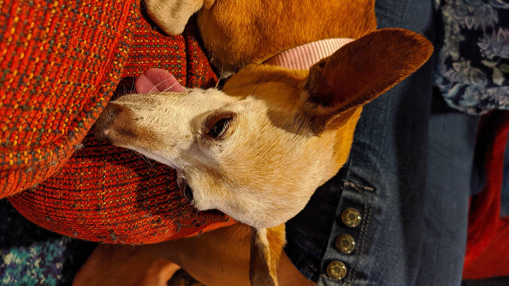 Viv joined the competition — help win amazing prizes! canidae, carnivore, comfort, companion_dog, corgi_chihuahua, dog, dog_breed, fawn, felidae, fur, pattern, paw, small_to_medium_sized_cats, snout, sporting_group, terrestrial_animal, textile, whiskers, wood, working_animal