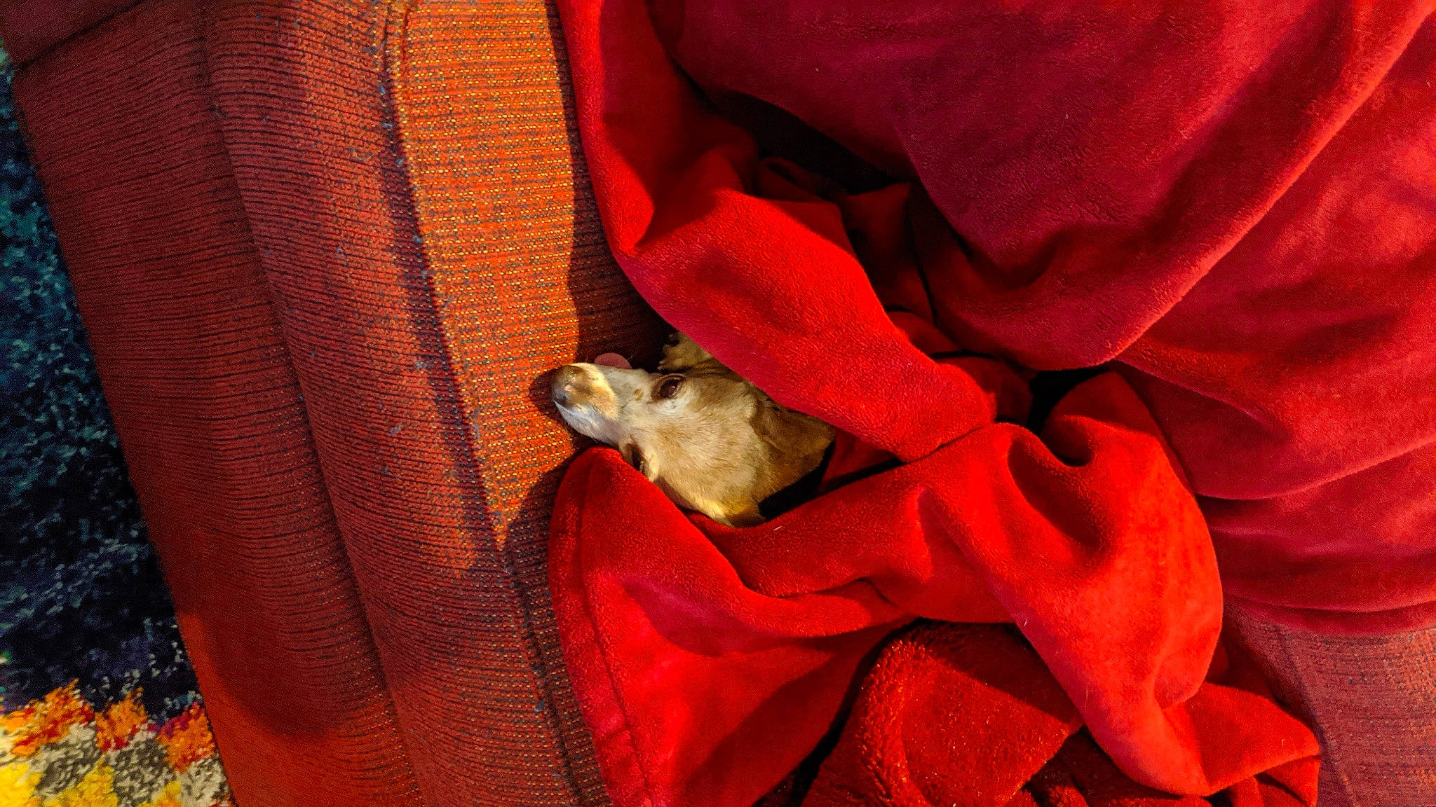 Viv is registered to the contest to win money with this photo: canidae, car_seat, carmine, carnivore, claw, comfort, companion_dog, dog_breed, fawn, felidae, fur, human_leg, linens, orange, small_to_medium_sized_cats, sporting_group, textile, tints_and_shades, whiskers, wood