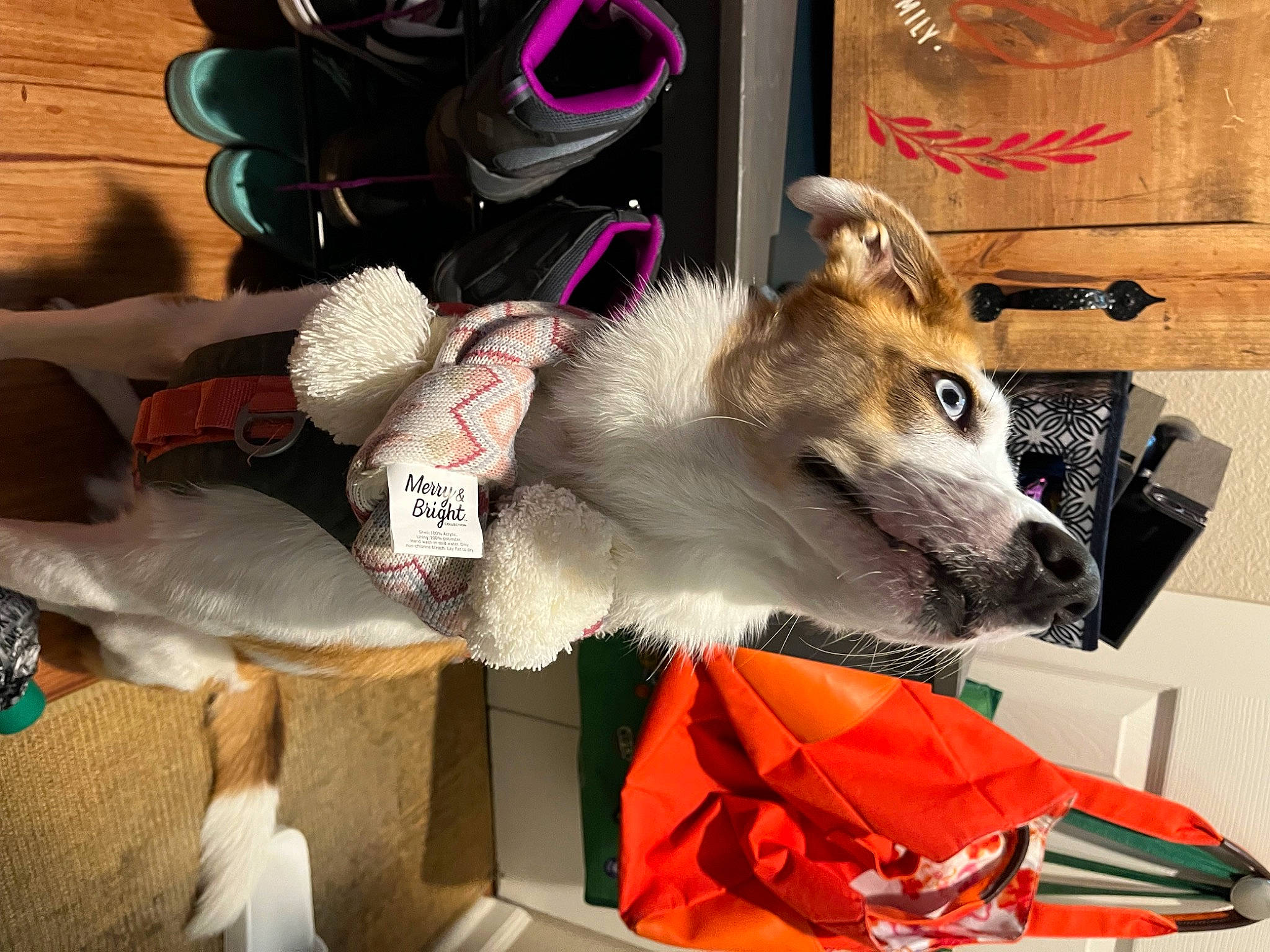 Stevie is registered to the contest to win money with this photo: canidae, collar, companion_dog, dog, dog_breed, dog_supply, fawn, fur, sporting_group, working_animal