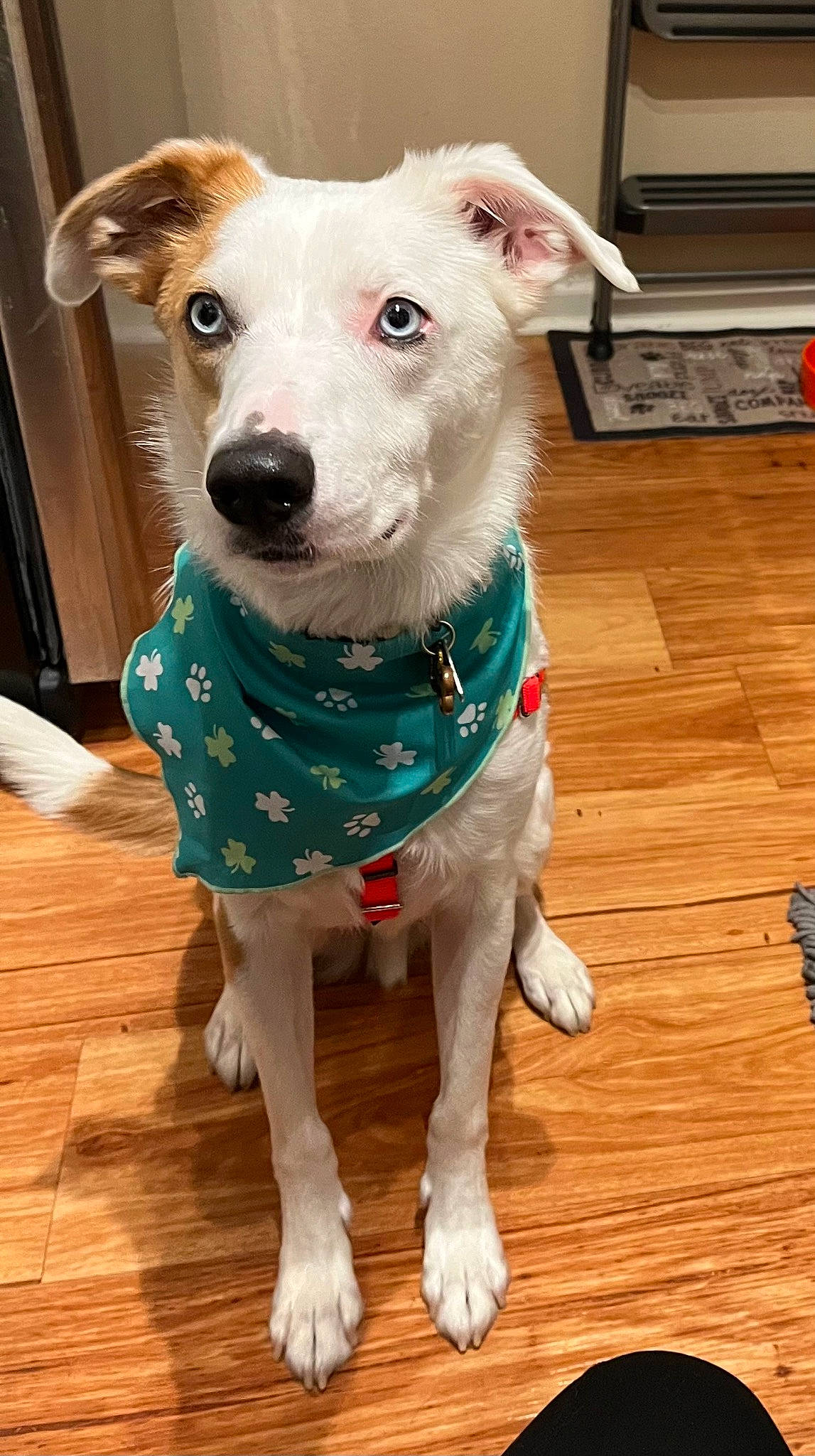 Stevie is registered to the contest to win money with this photo: canidae, carnivore, collar, companion_dog, dog, dog_breed, dog_clothes, dog_collar, dog_supply, fawn, flooring, hardwood, pet_supply, snout, varnish, whiskers, wood, wood_flooring, wood_stain, working_animal