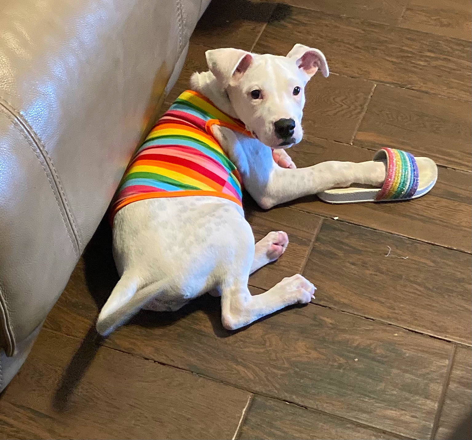 Egypt is registered to the contest to win money with this photo: carnivore, collar, comfort, companion_dog, couch, dog, dog_breed, dog_clothes, dog_collar, dog_supply, fawn, flooring, hardwood, pet_supply, pillow, snout, sporting_group, tail, wood, working_animal