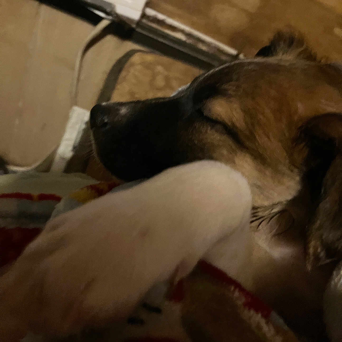 Cookie joined the competition — help win amazing prizes! animal, blanket, brown, closeup, comfort, cozy, dog, fur, furry, indoor, paw, peaceful, pet, quiet, relaxation, rest, sleeping, soft, warm, white