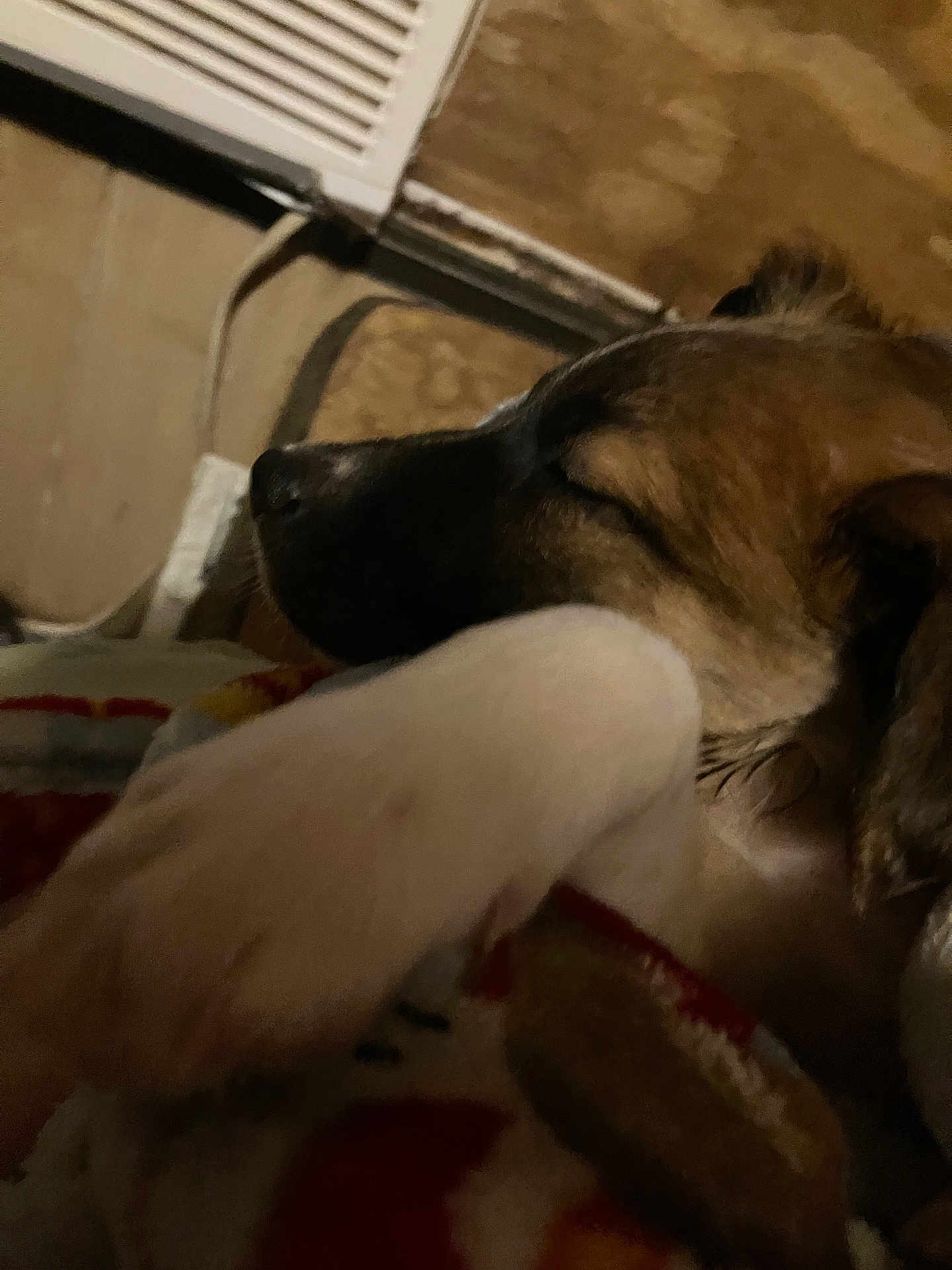 Cookie joined the competition — help win amazing prizes! dog, sleeping, paw, blanket, indoor, cozy, rest, furry, closeup, warm, brown, white, pet, animal, comfort, relaxation, quiet, soft, fur, peaceful