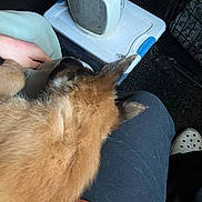 Cookie joined the competition — help win amazing prizes! dog, fluffy, lap, hand, heater, plastic_container, shoe, croc, person, fur, resting, indoor, cozy, pet, casual, clothing, black_pants, orange_shirt, floor, cage