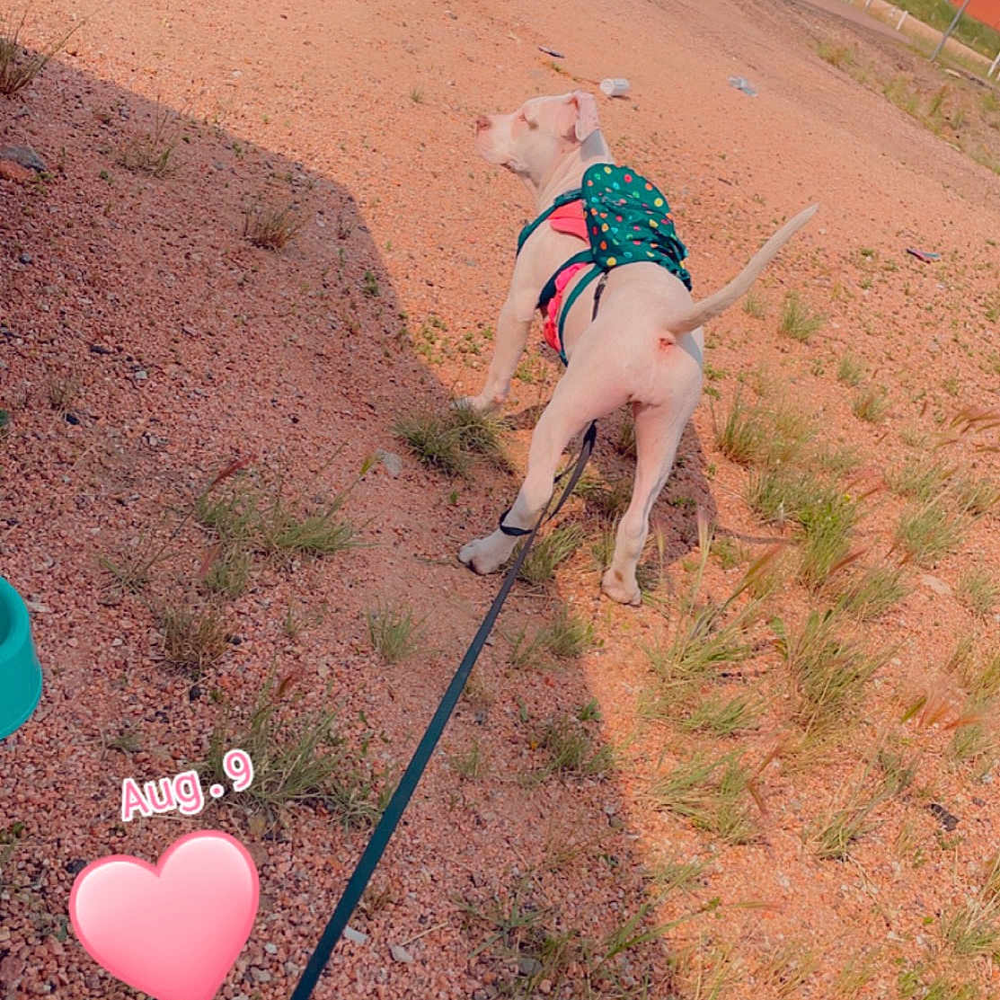 Koda joined the competition — help win amazing prizes! ball, canidae, fashion_accessory, fawn, field, fun, grass, grassland, horse_tack, landscape, leash, leisure, mare, people_in_nature, recreation, rein, sand, soil, sporting_group, working_animal